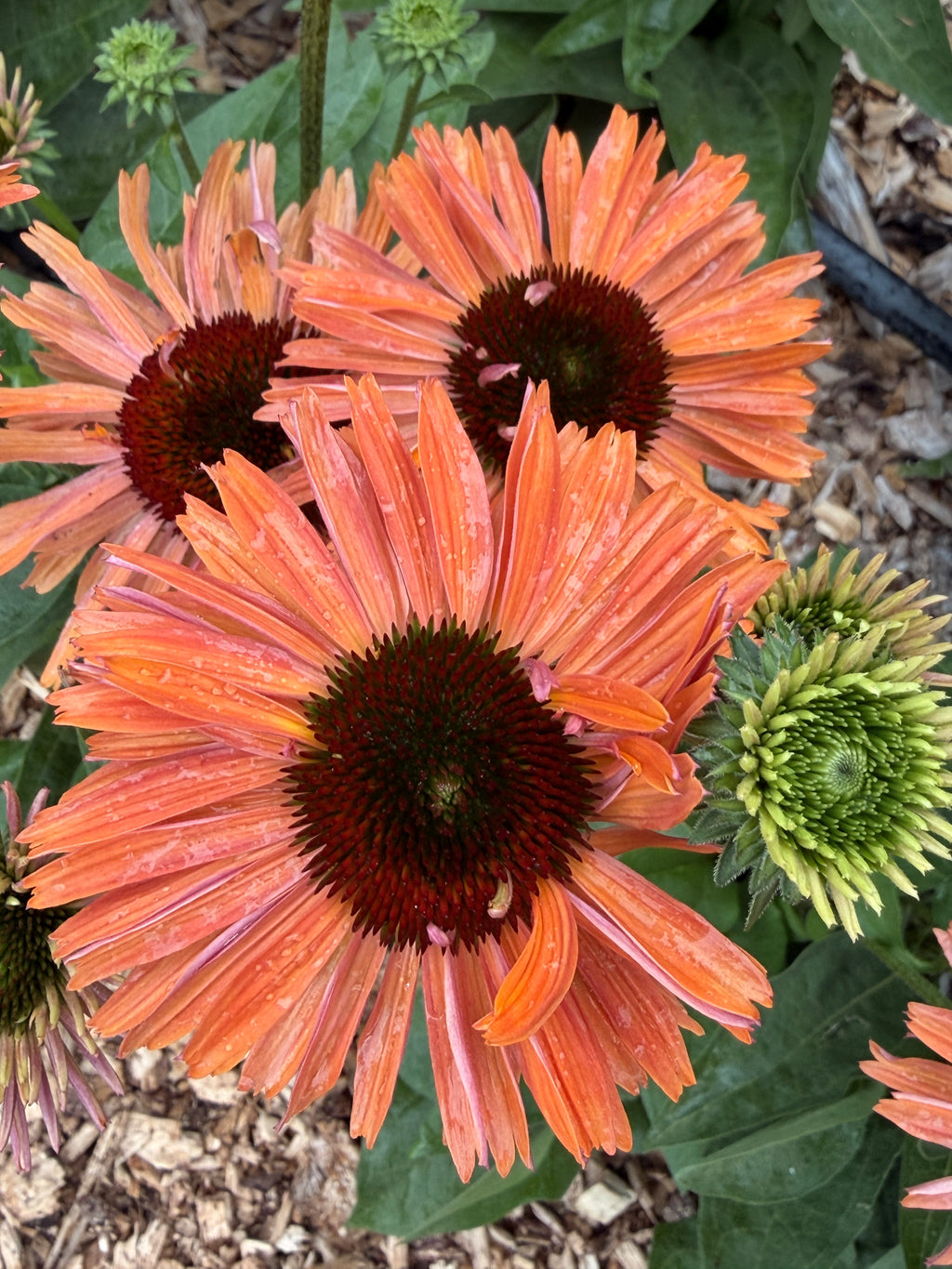 Echinacea - Pumpkin Spice