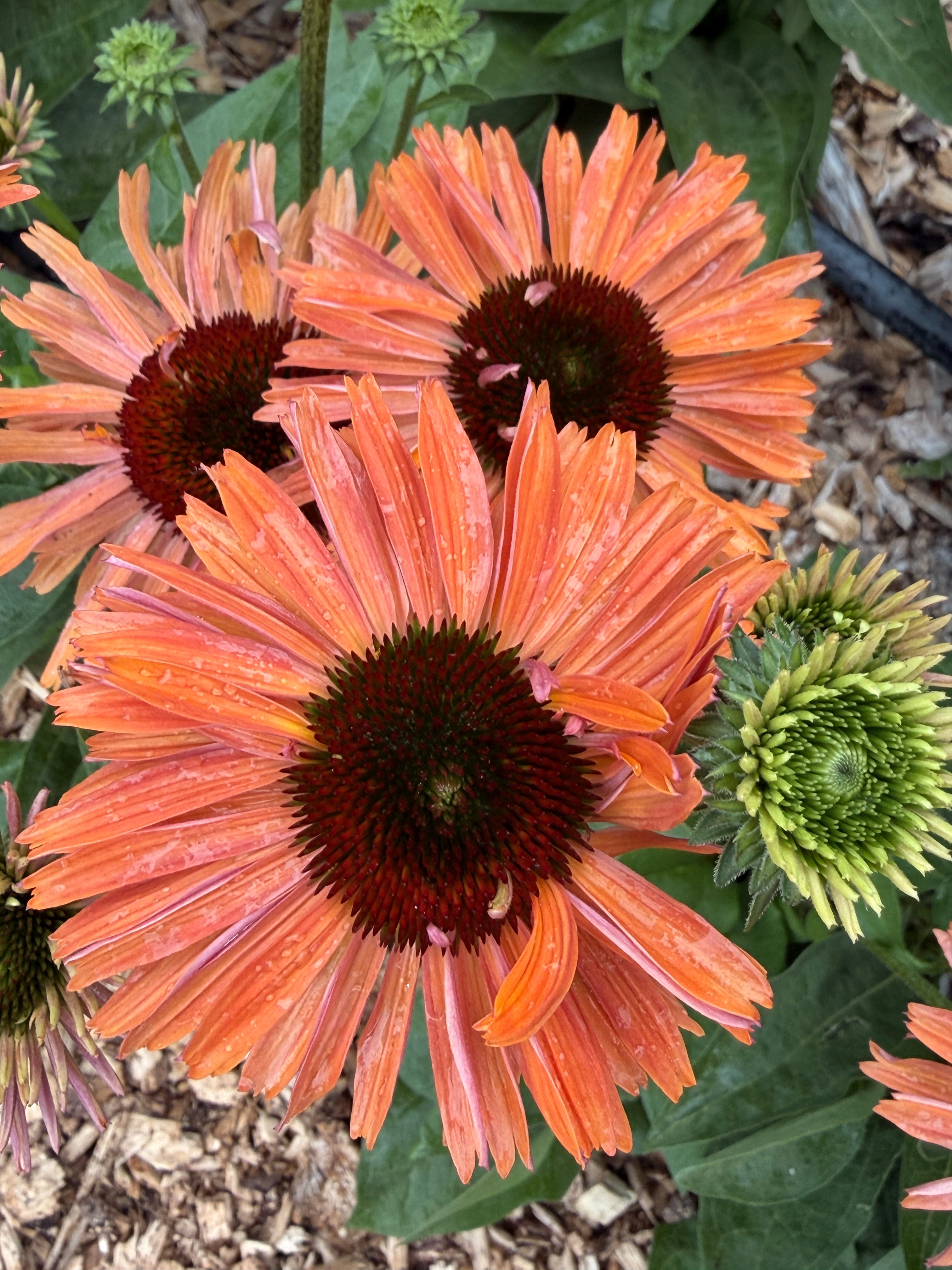 Echinacea - Pumpkin Spice