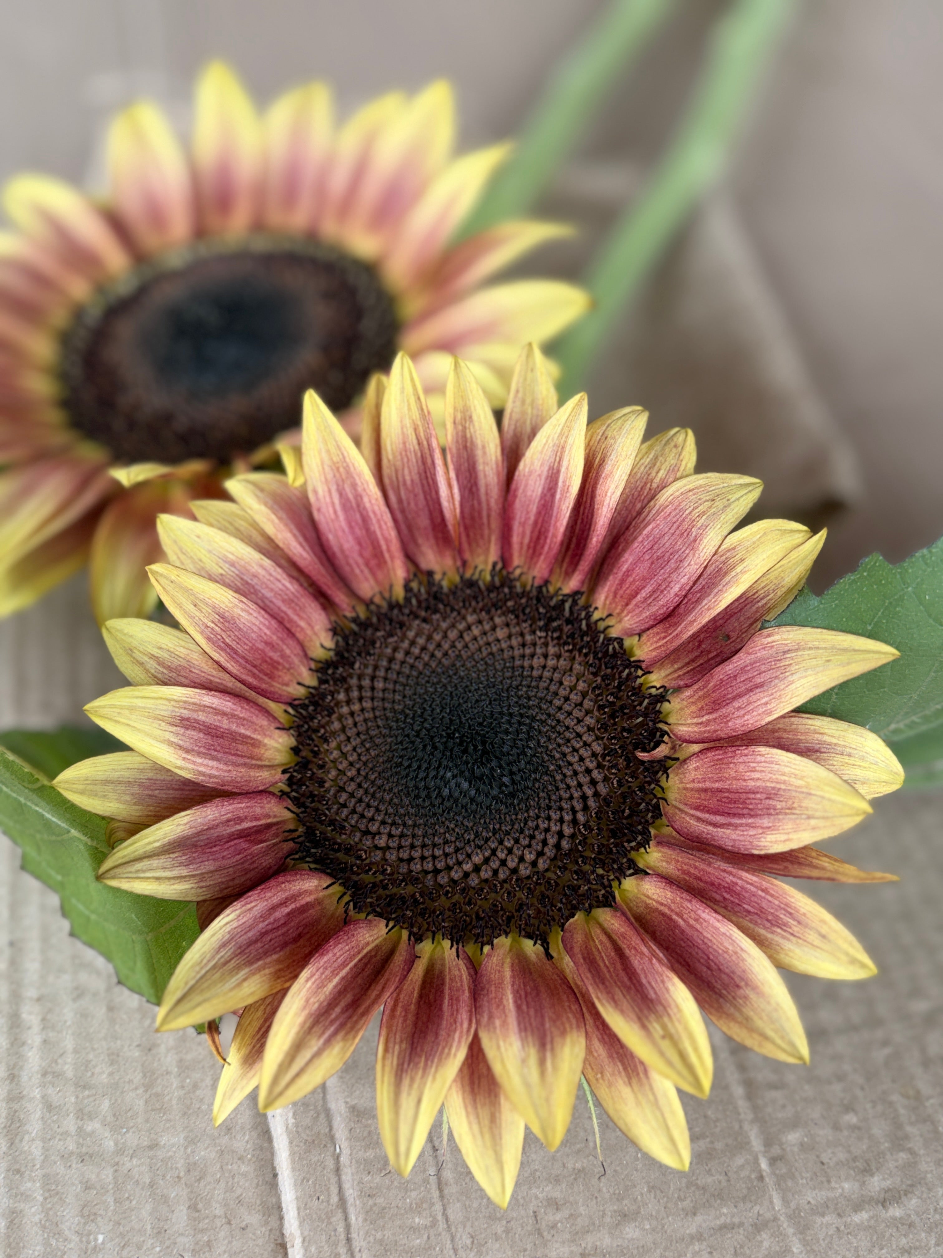 Sunflower - Procut Plum