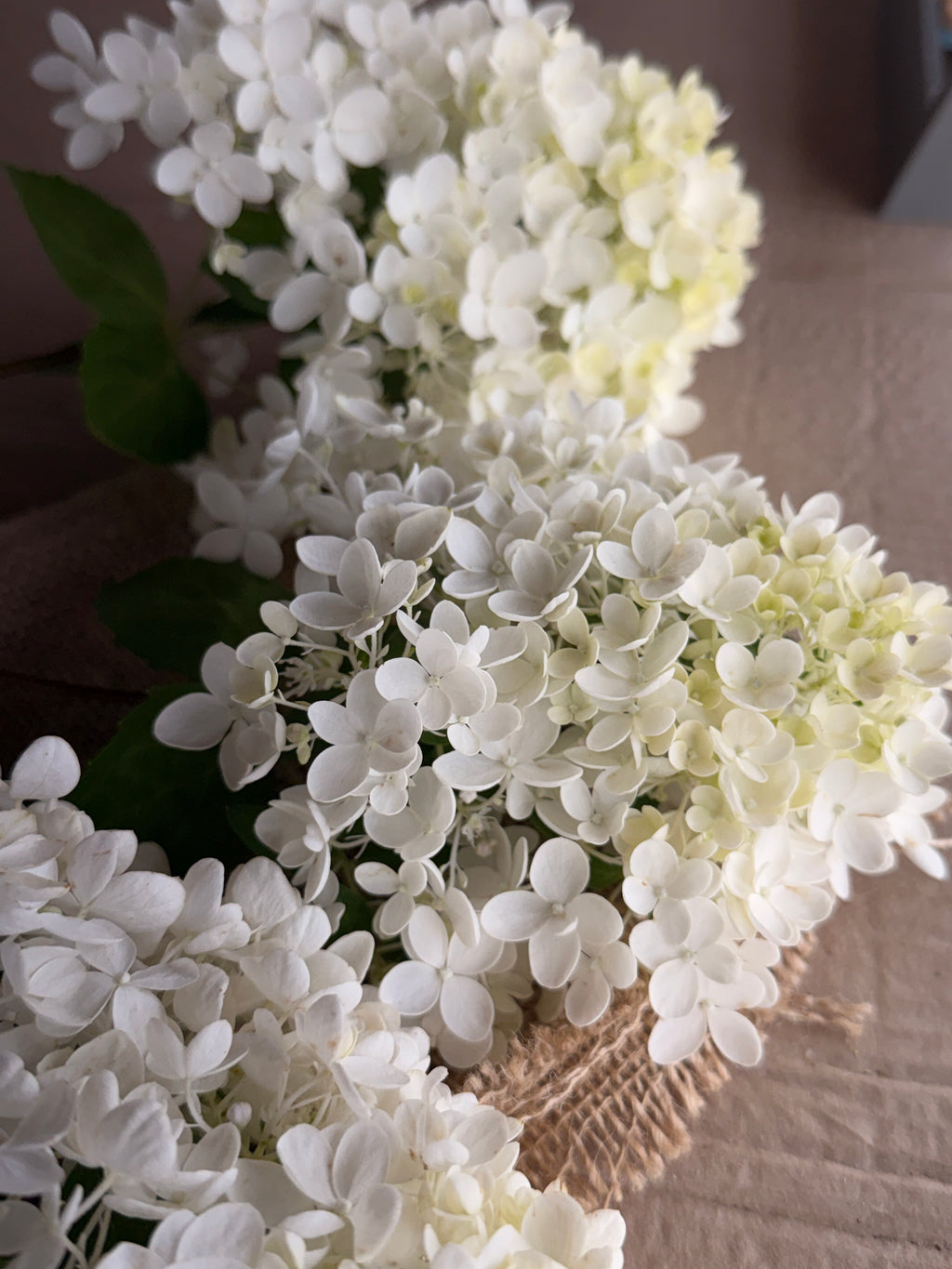 Hydrangea - Small Panicle