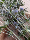 Eryngium - Blue