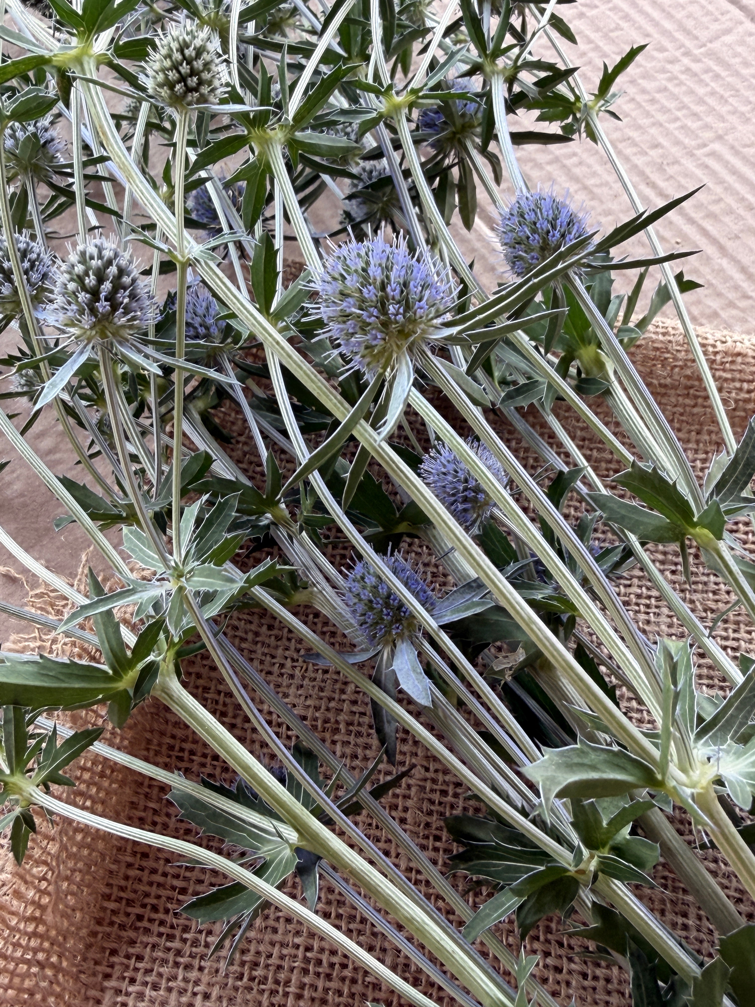 Eryngium - Blue