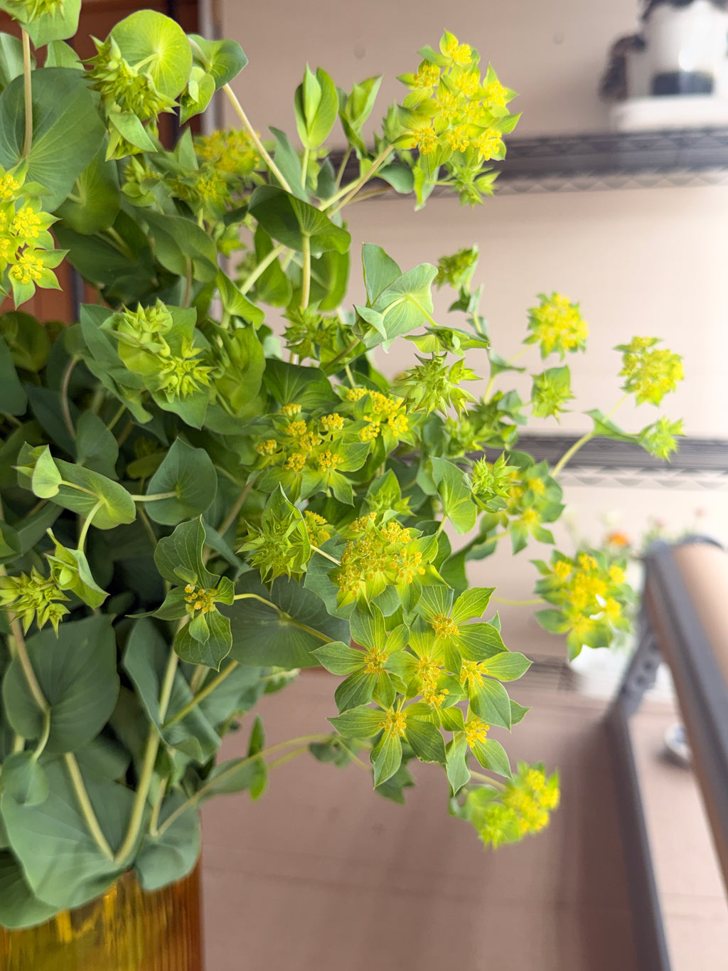 Bupleurum