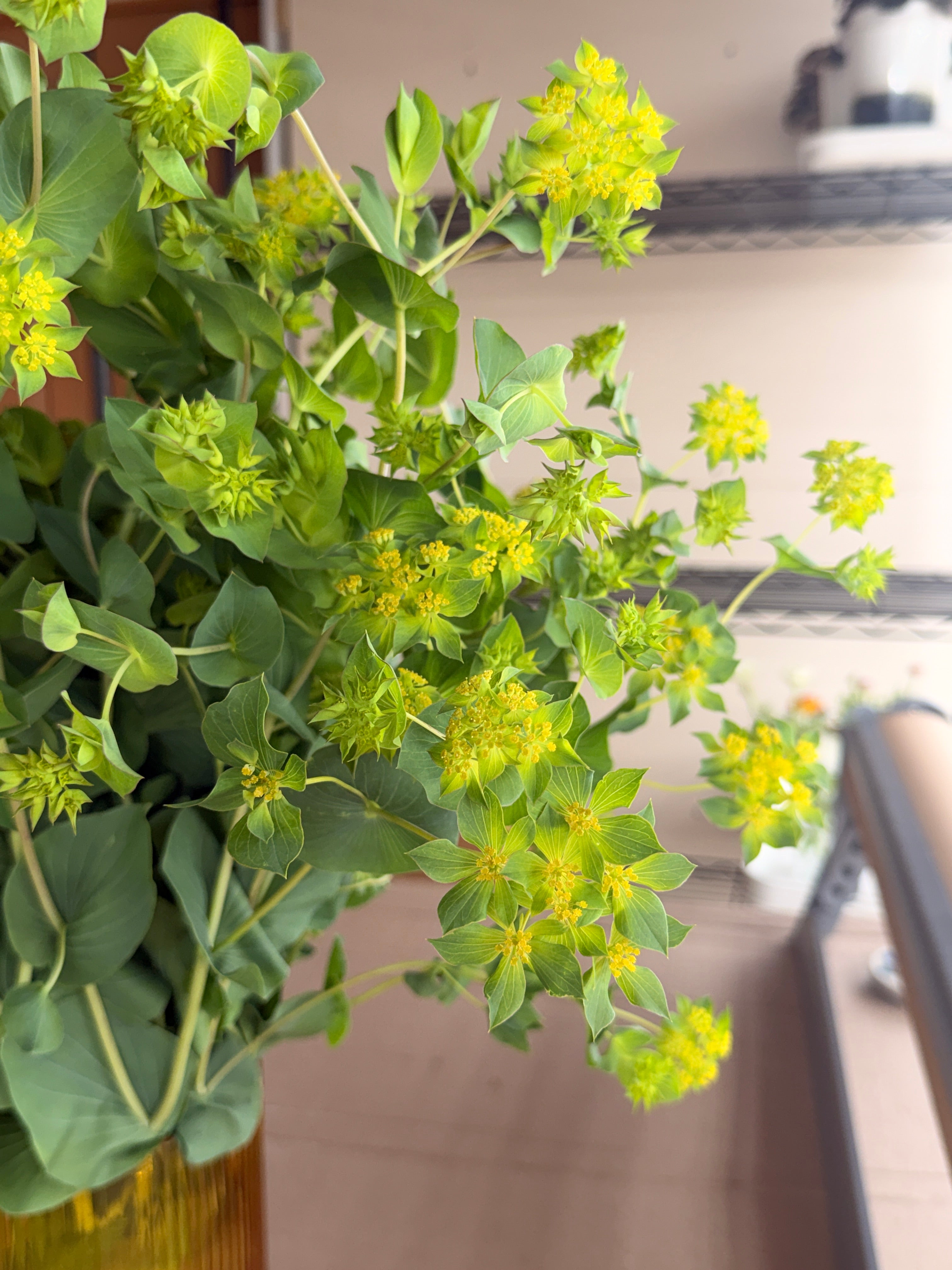Bupleurum