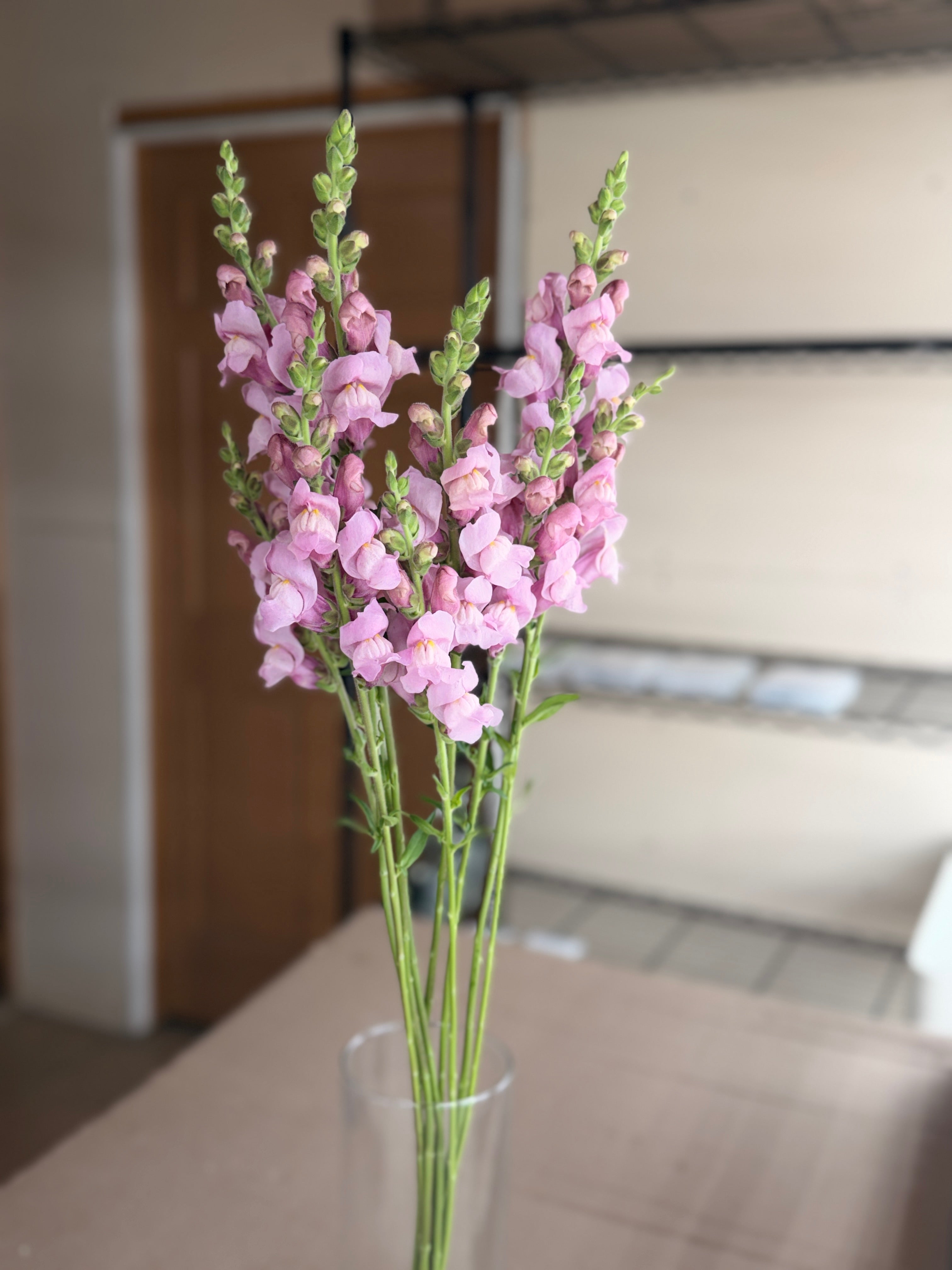 Snapdragon - Potomac Lavender