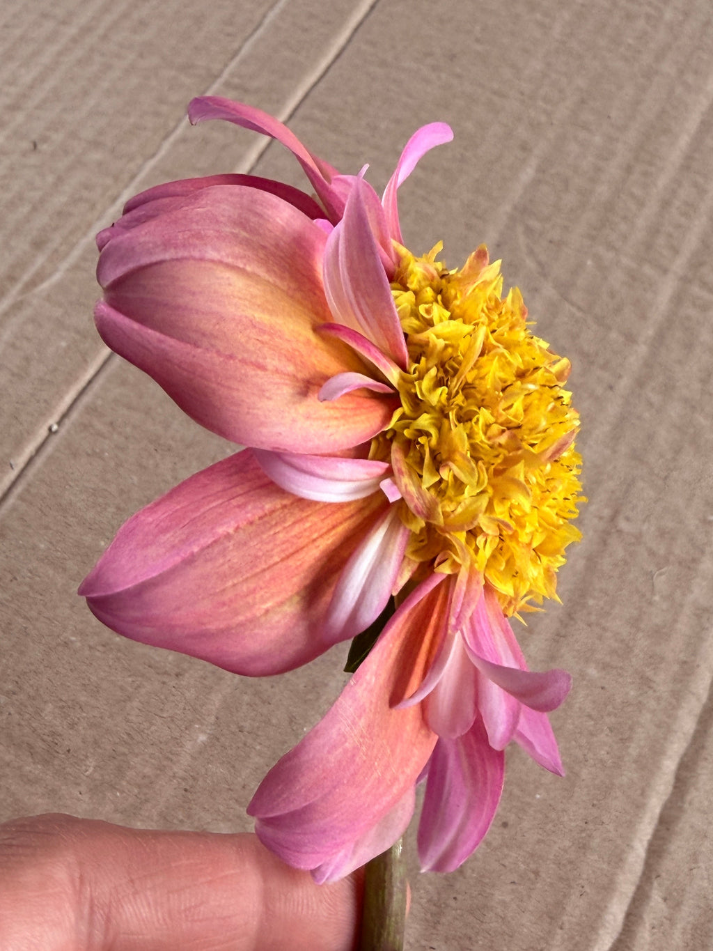 Dahlia - Anemone or Collarette (Mix)