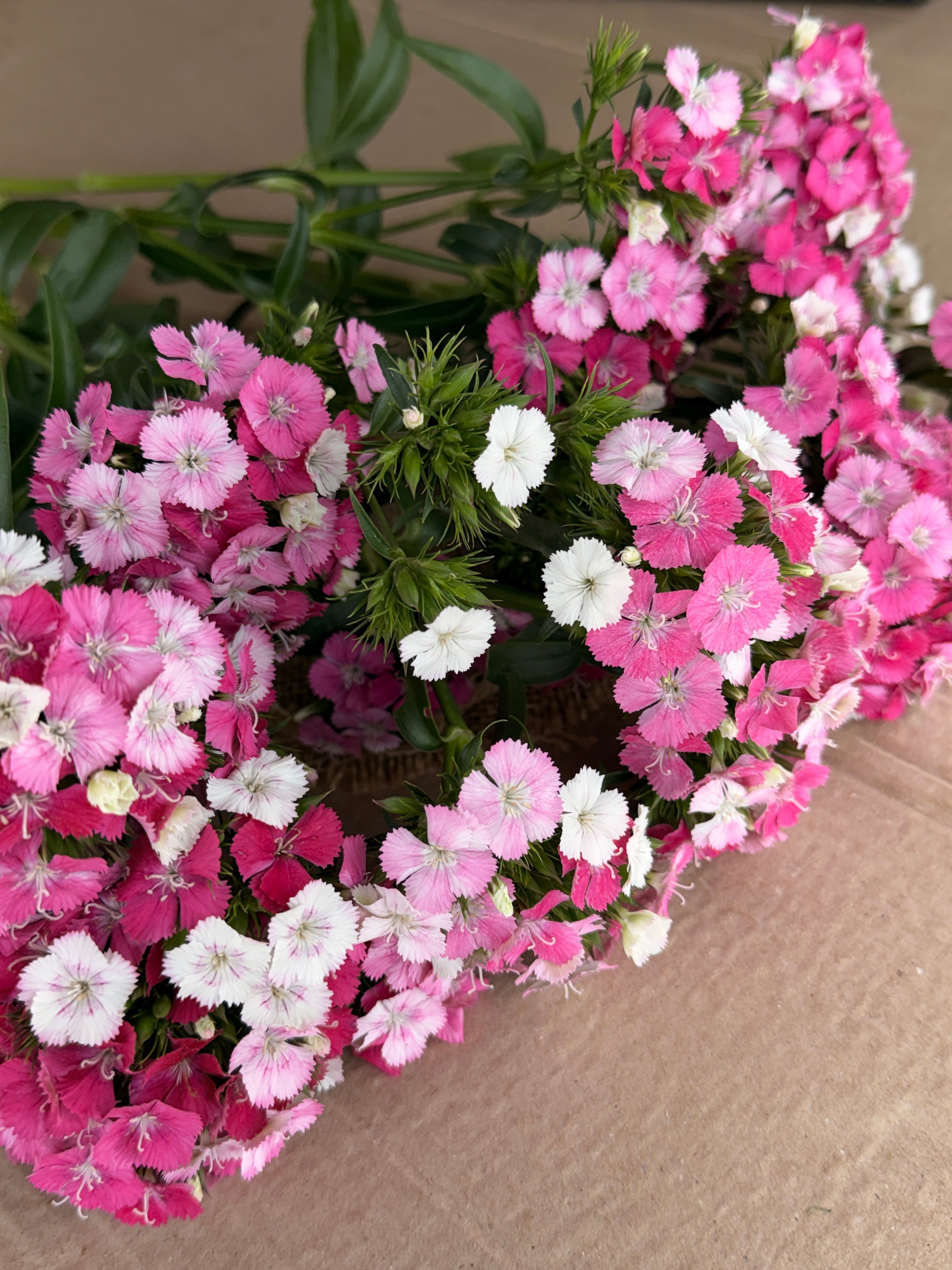 Dianthus - Pink & White