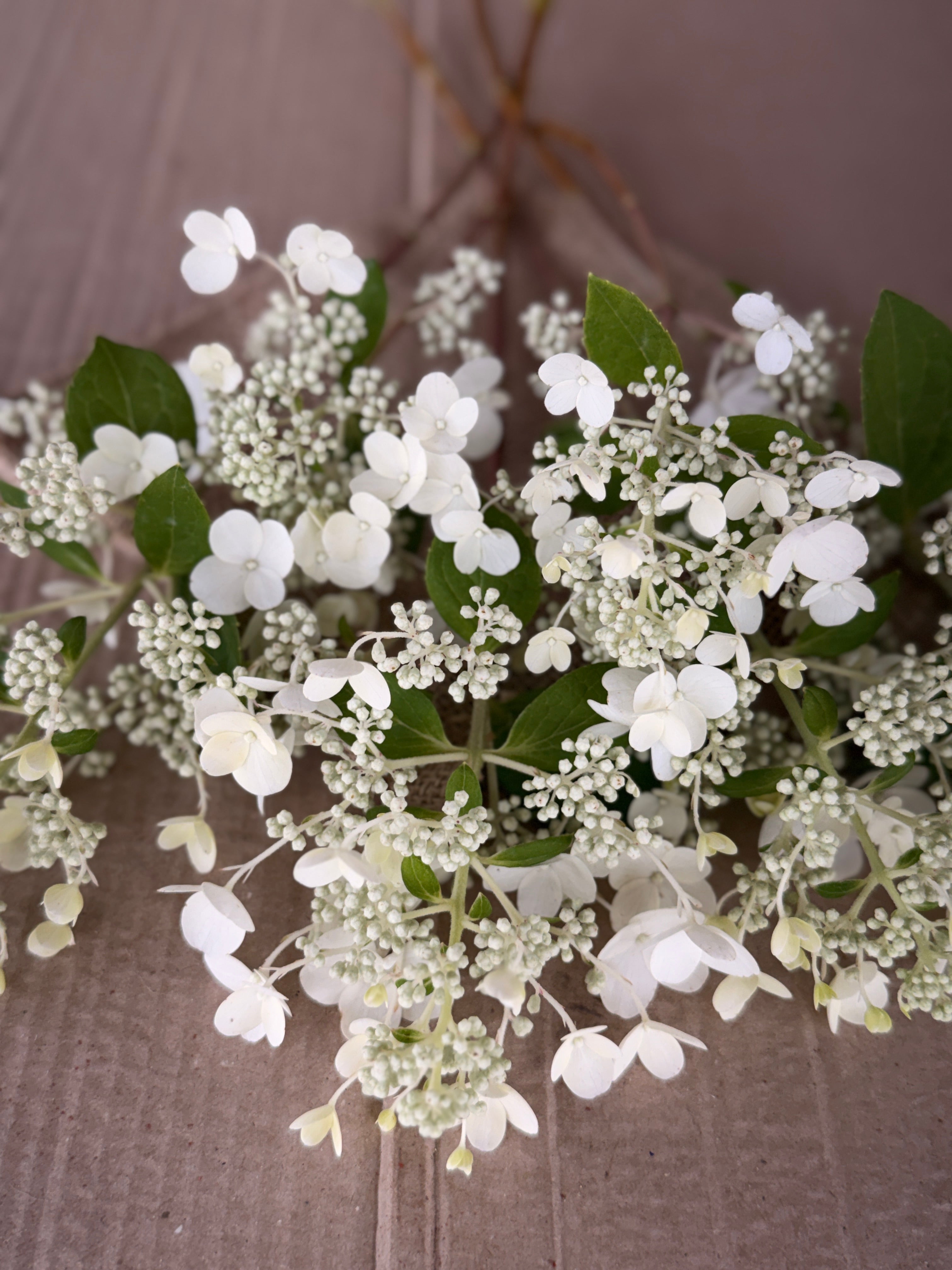 Hydrangea - White Lace