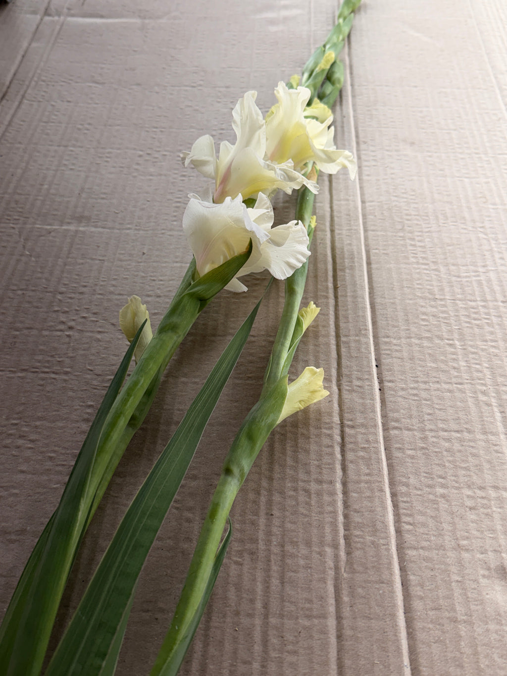 Gladiolus - Ivory Priscilla