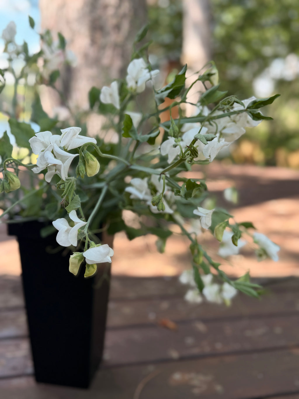 Sweet Peas - White