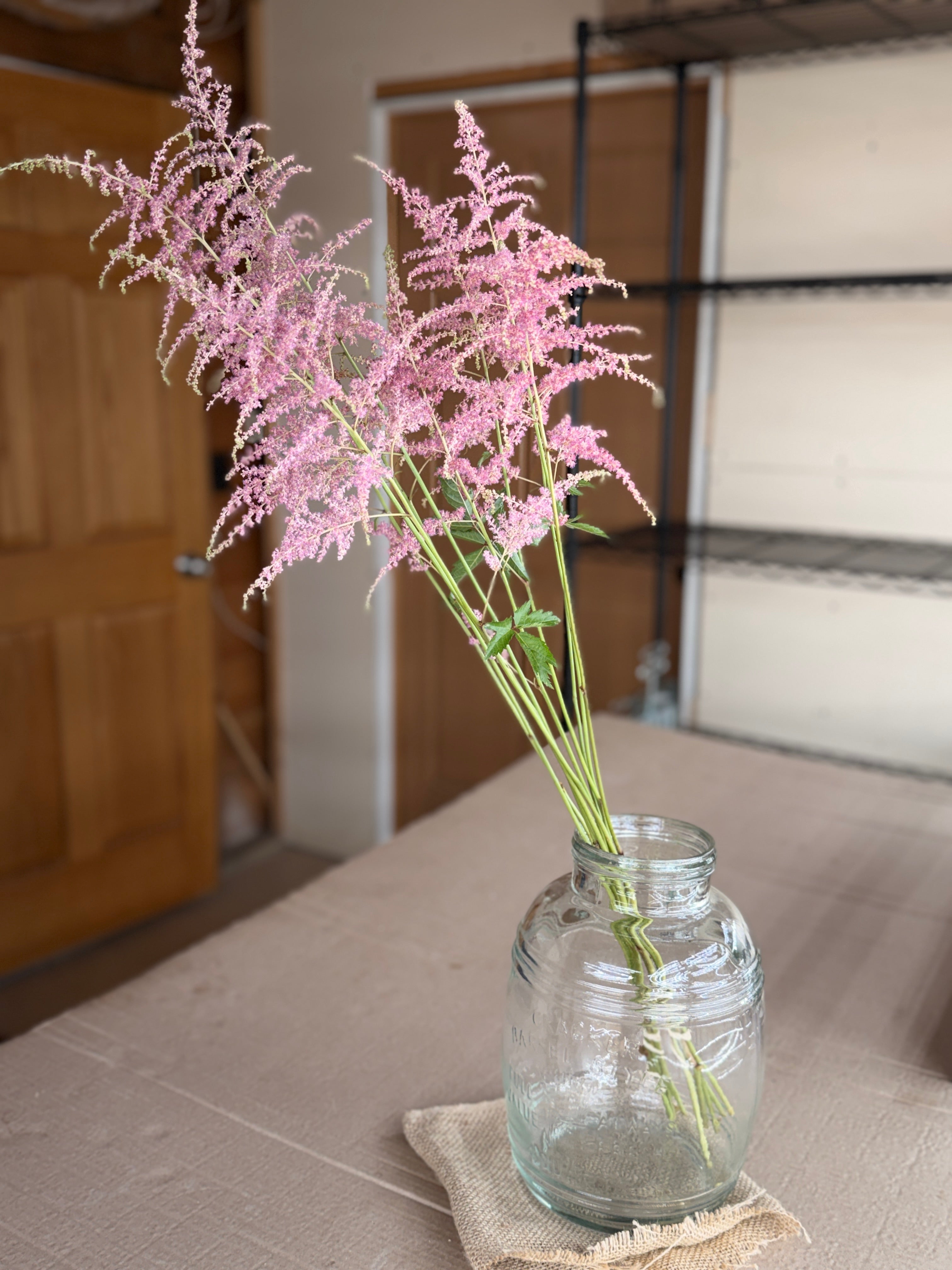 Astilbe Plumes