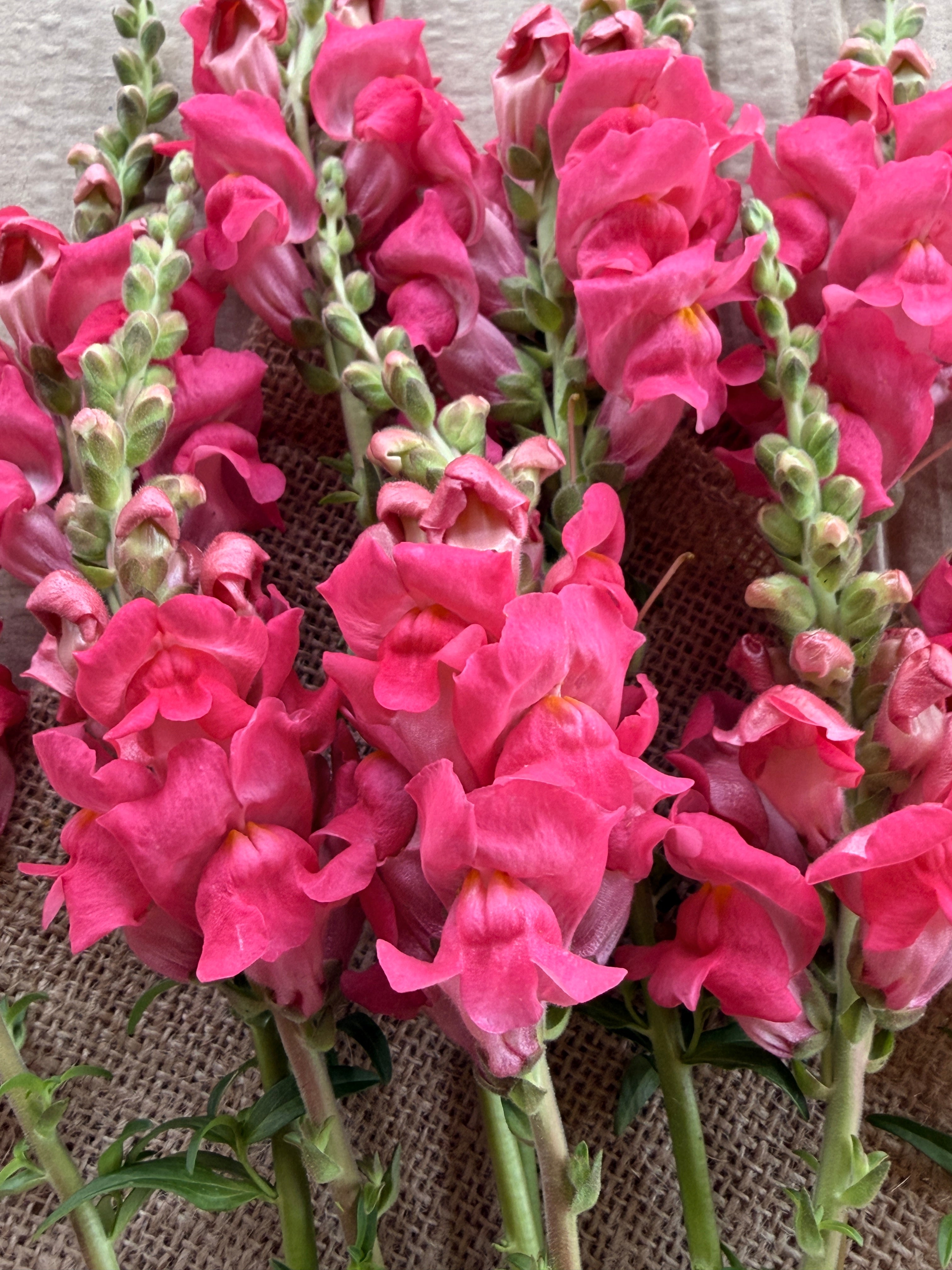 Snapdragon - Potomac Dark Pink