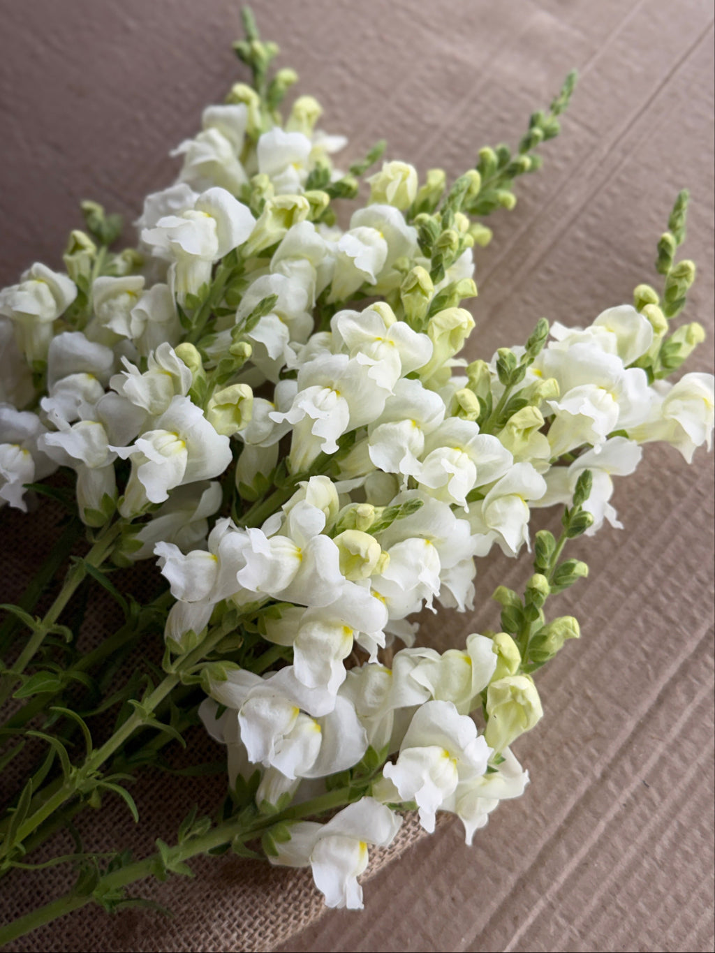 Snapdragon - Avignon White