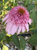 PomPon Echinacea - Pink