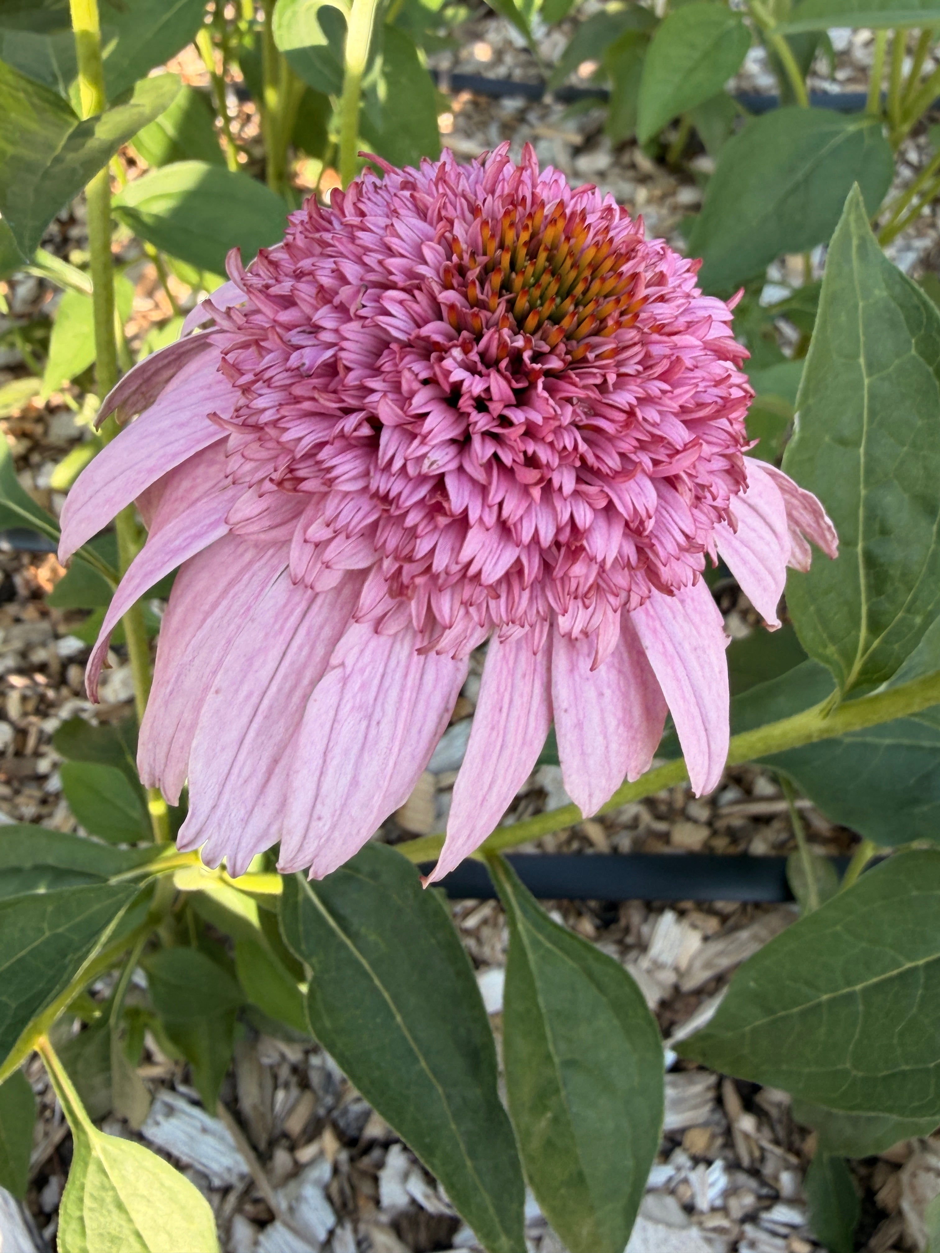 PomPon Echinacea - Pink
