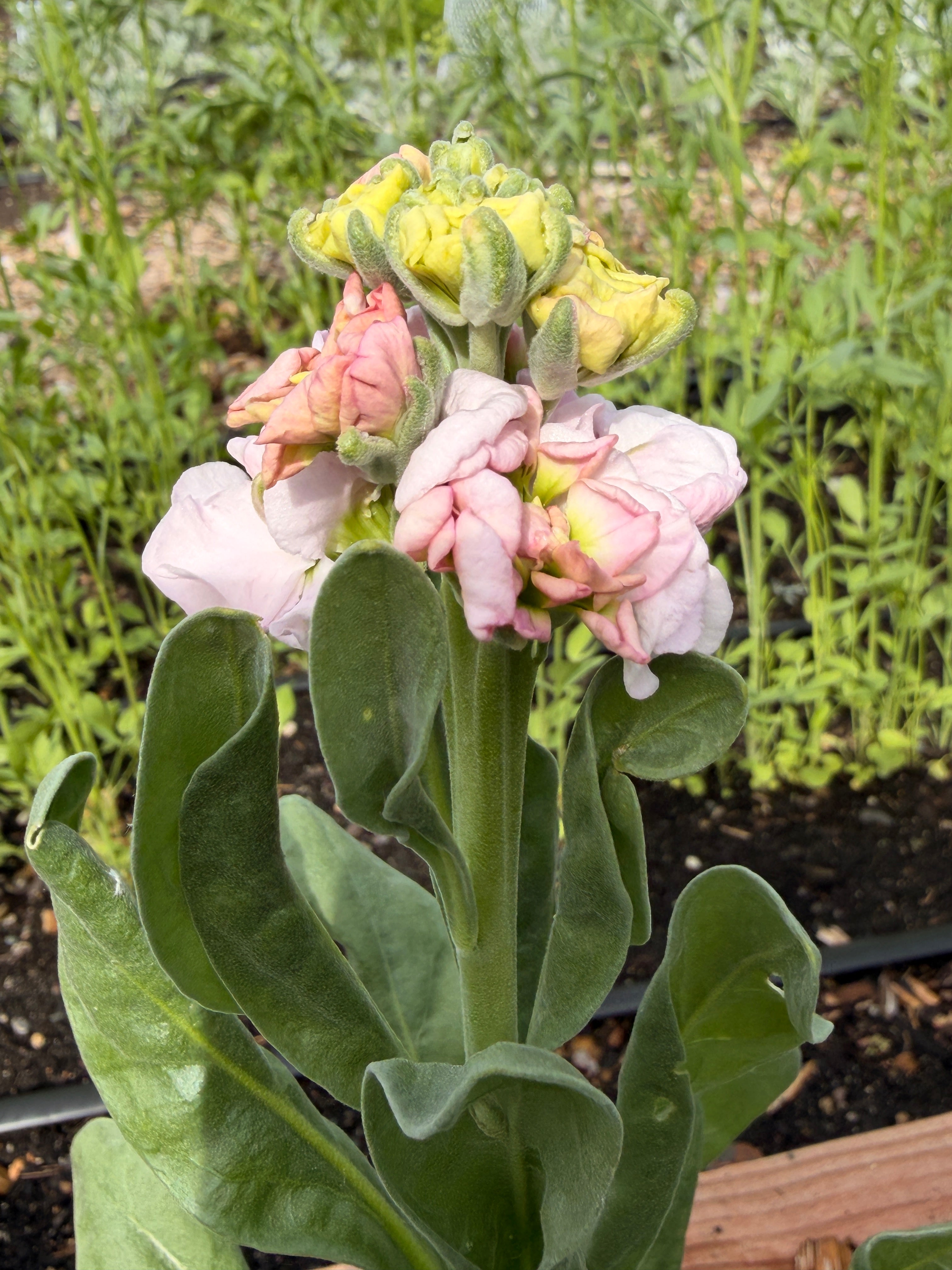 Stock - Light Pink