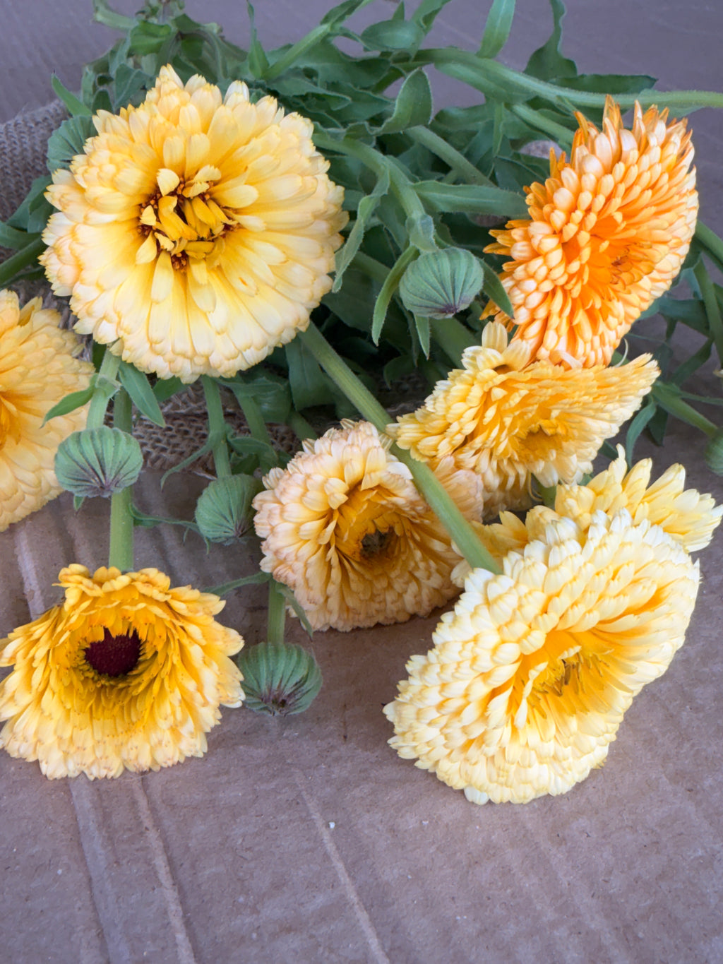 Calendula - Creamy Apricot