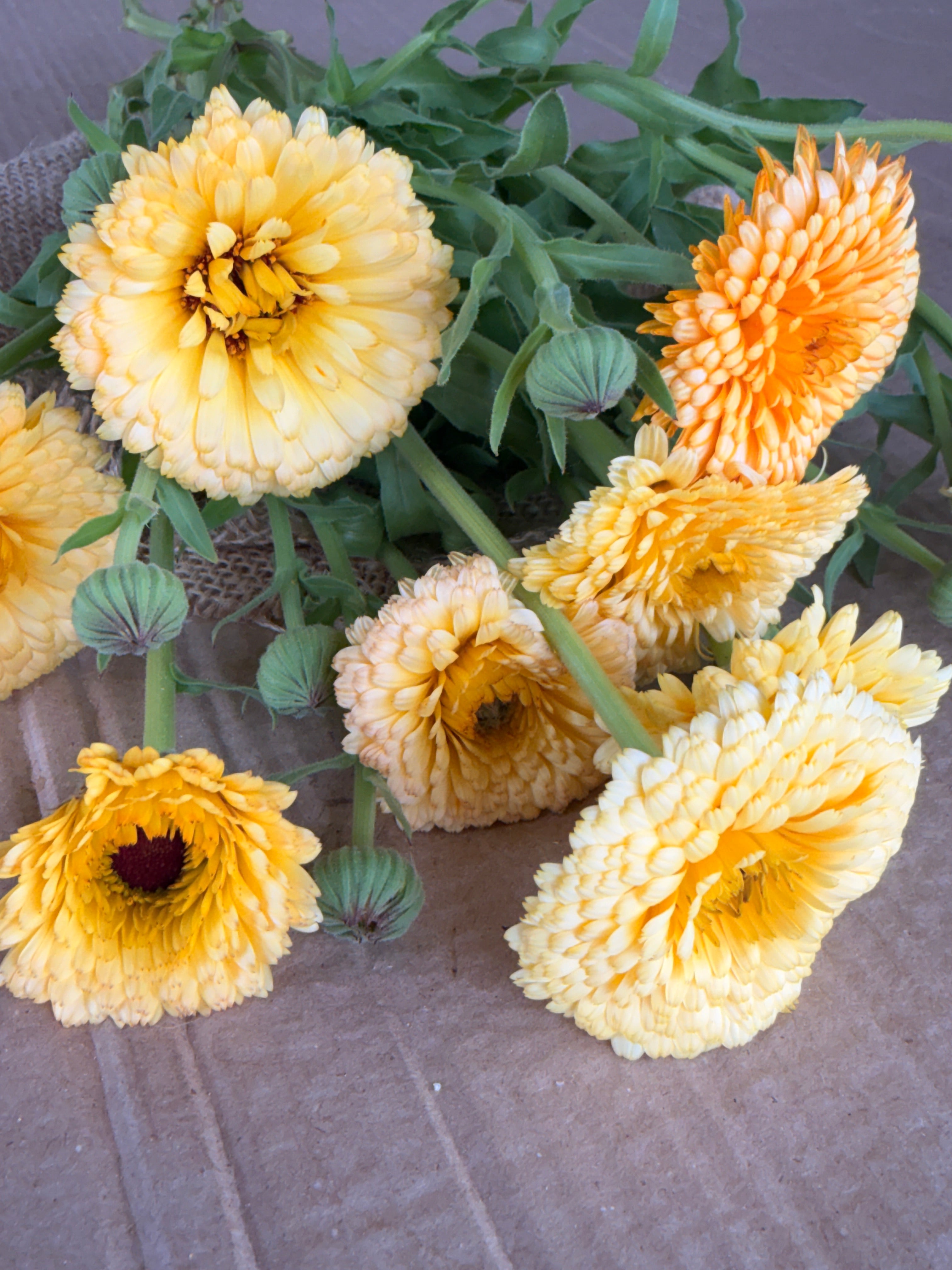 Calendula - Creamy Apricot