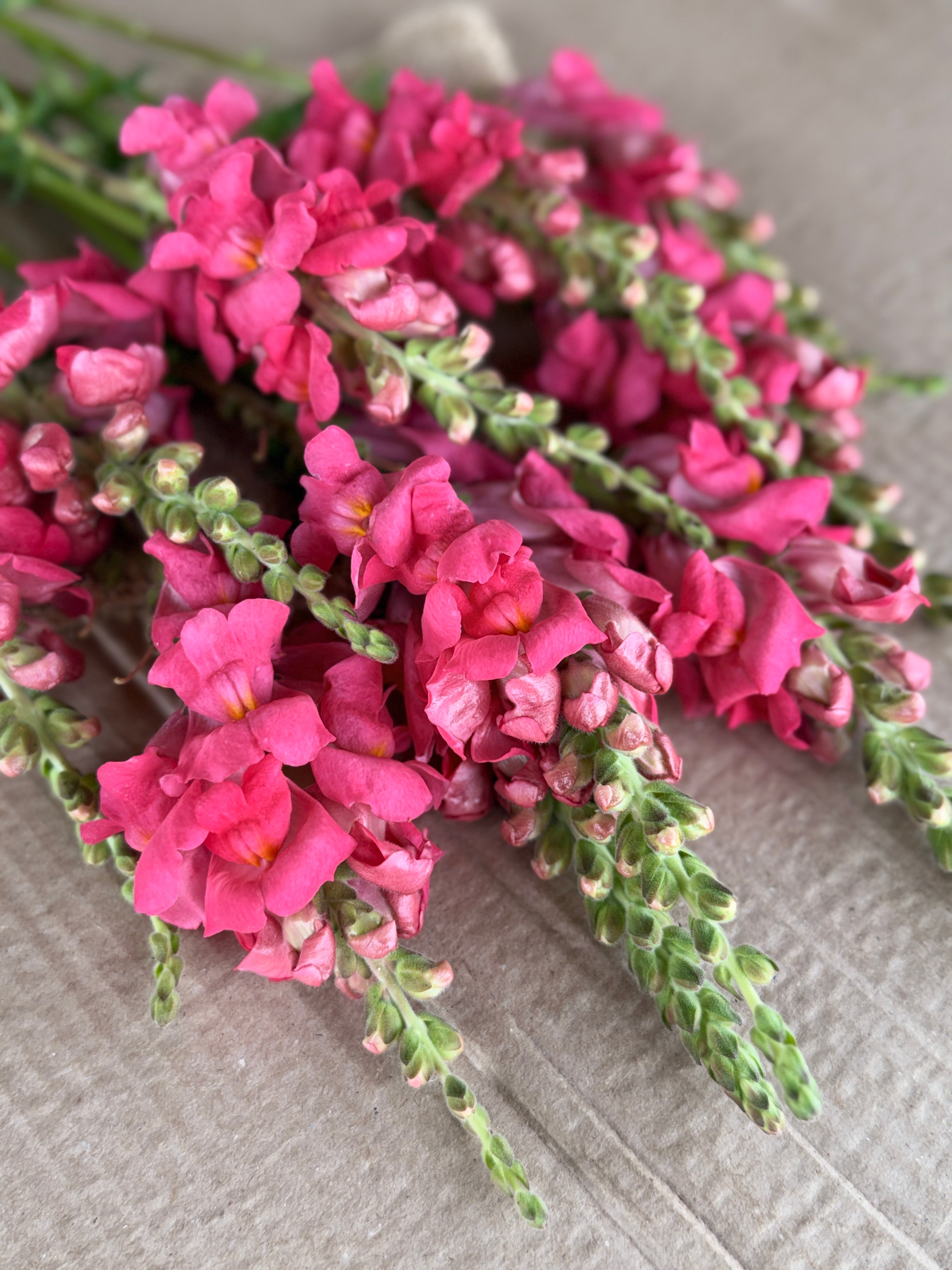 Snapdragon - Potomac Dark Pink