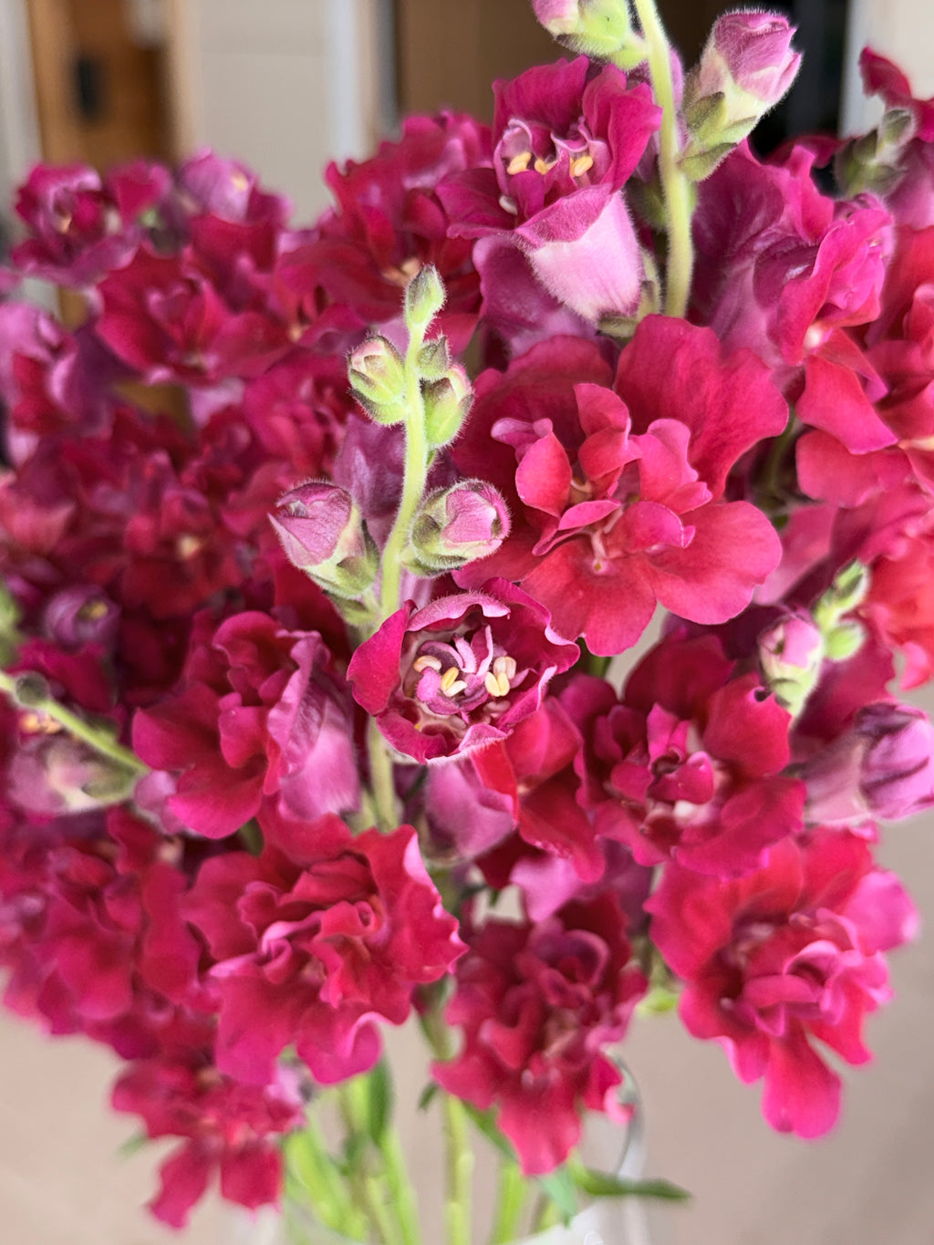 Snapdragon - Butterfly Red