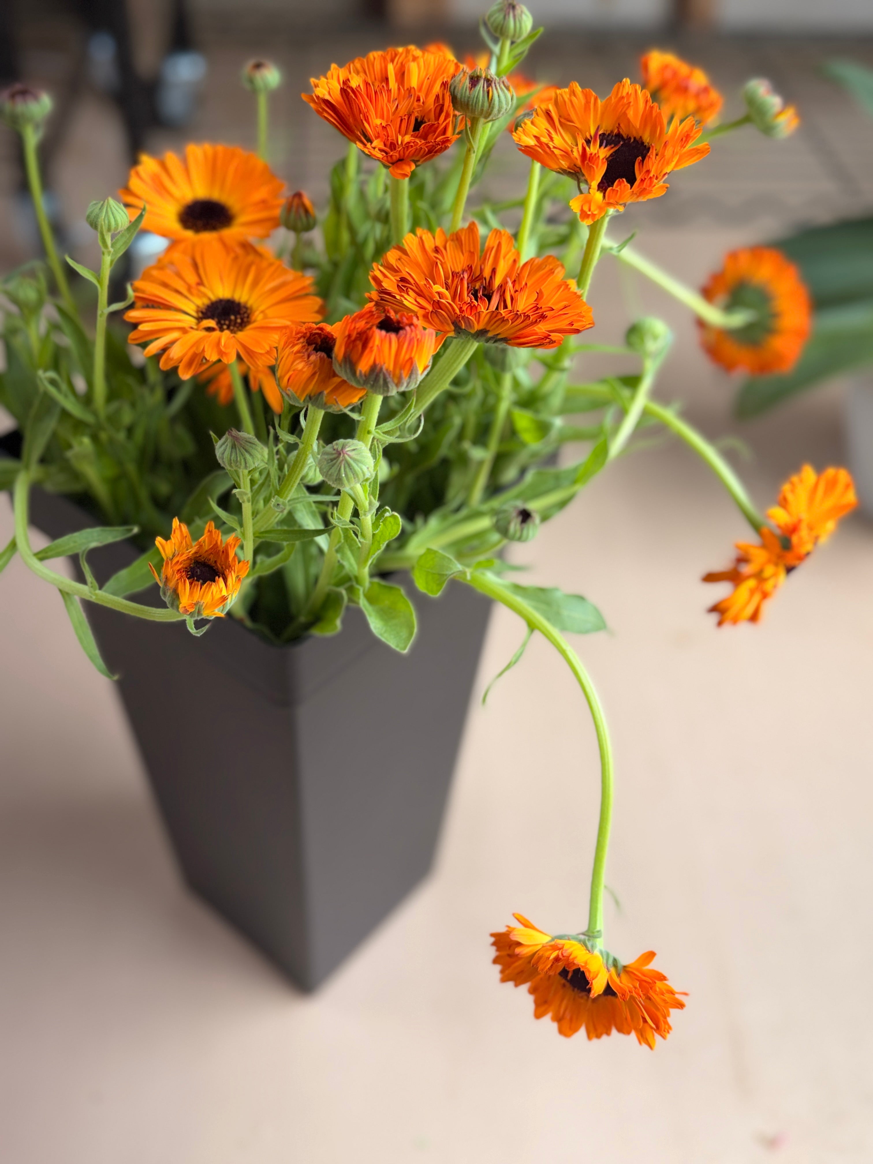 Calendula - Bronze/Orange