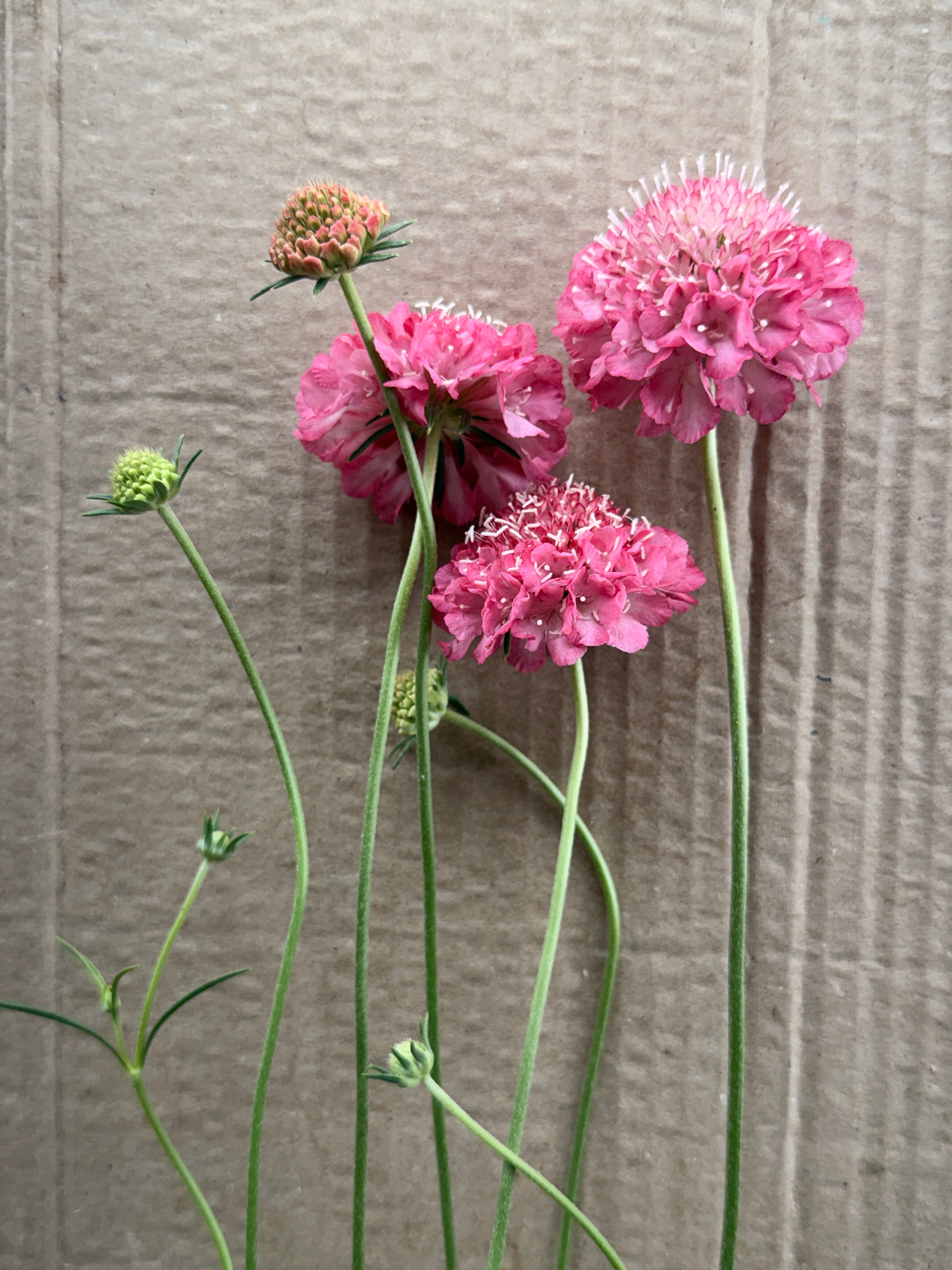 Scabiosa - Salmon Rose
