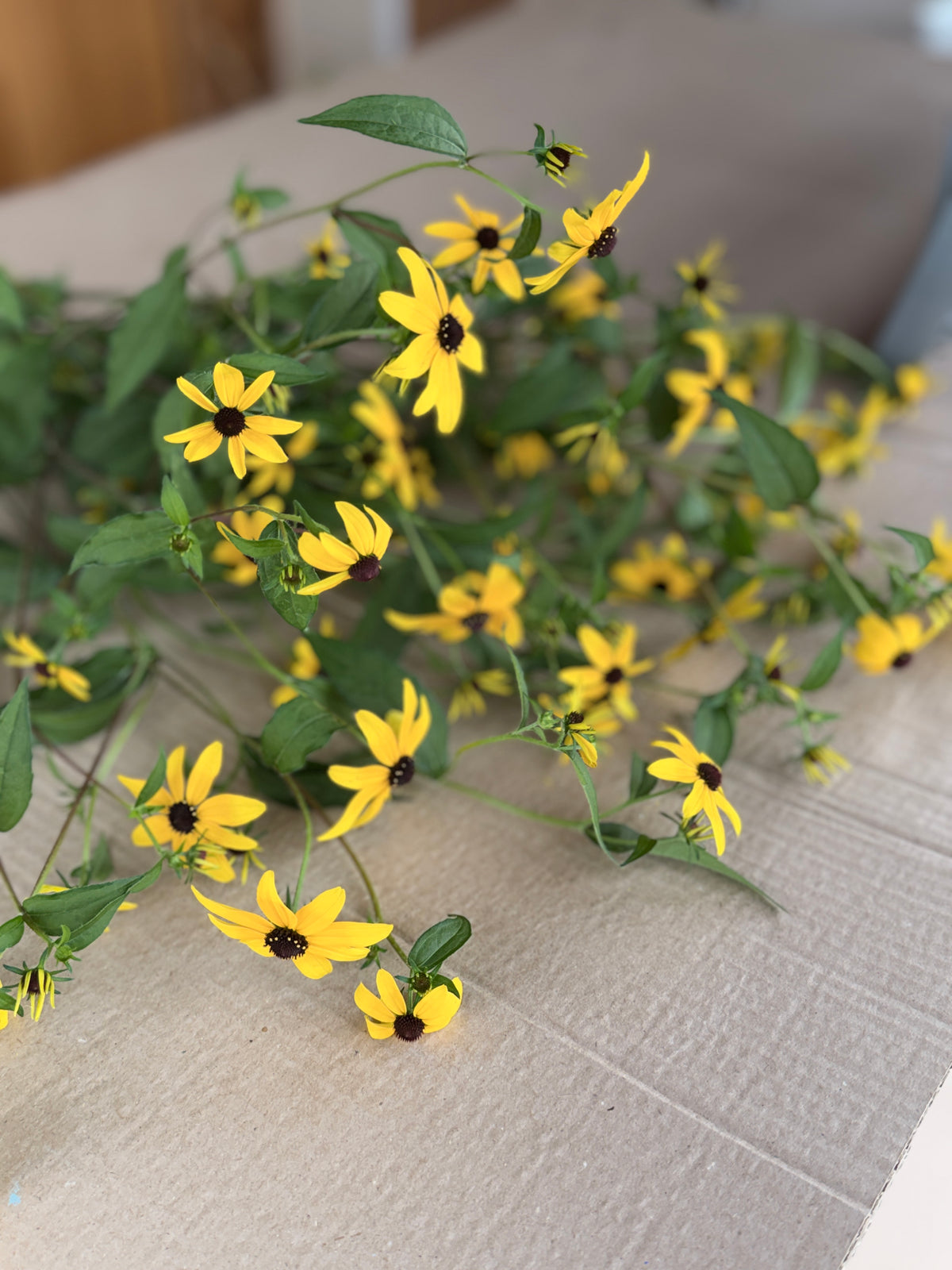 Rudbeckia - Triloba