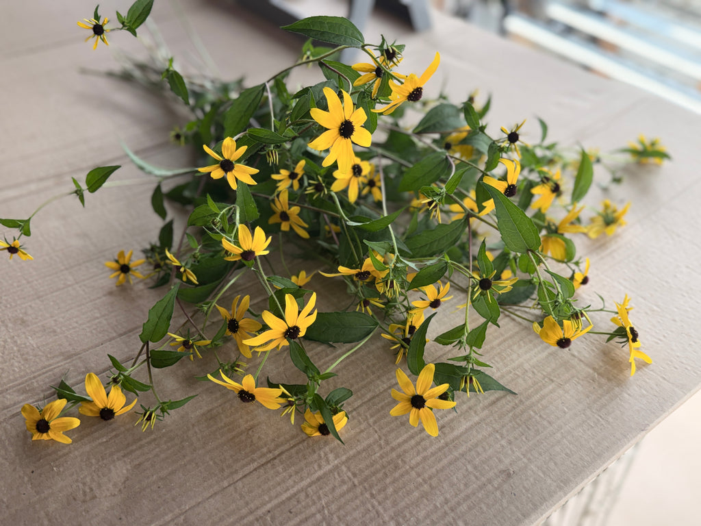 Rudbeckia - Triloba