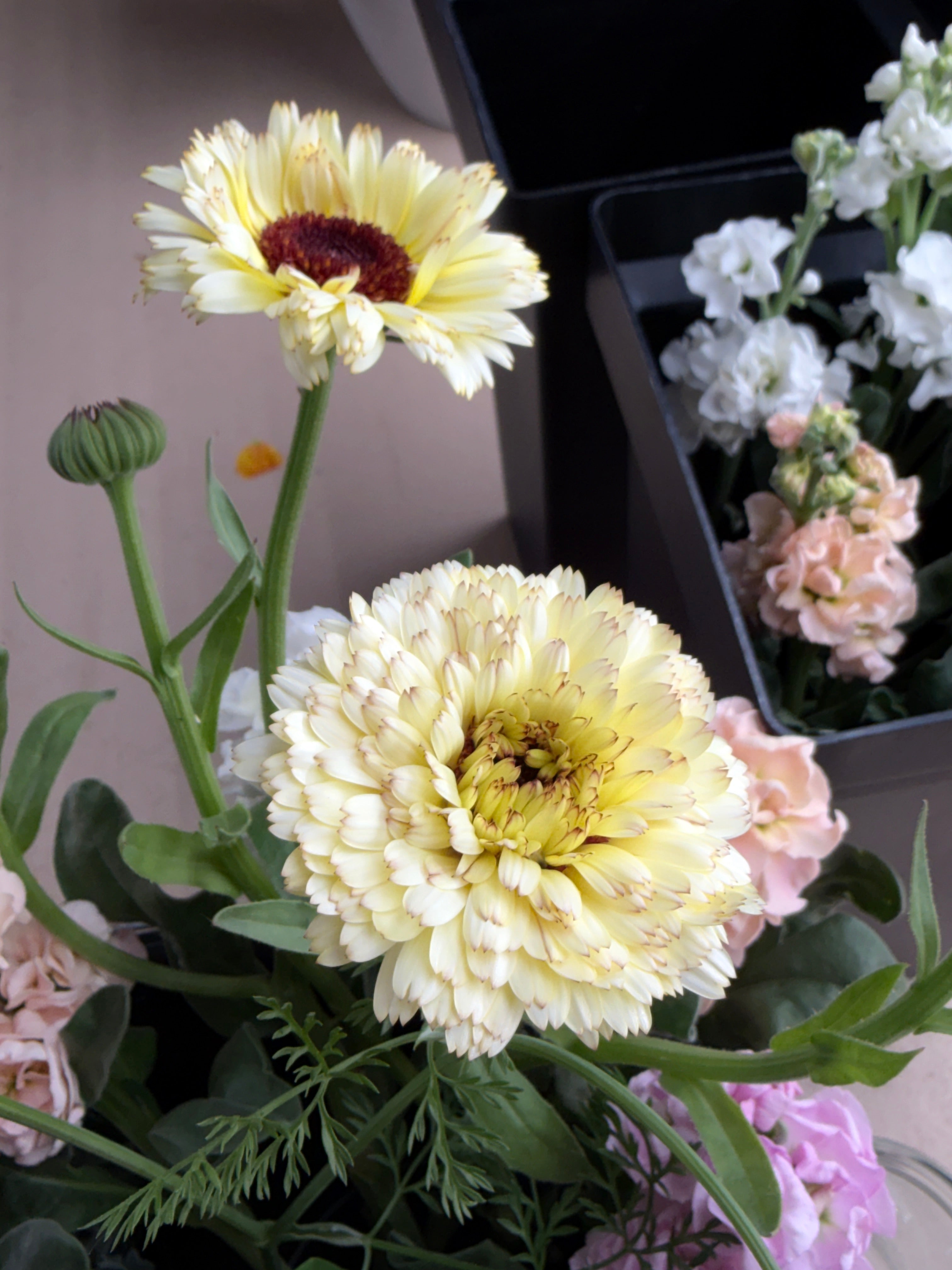 Calendula - Creamy White