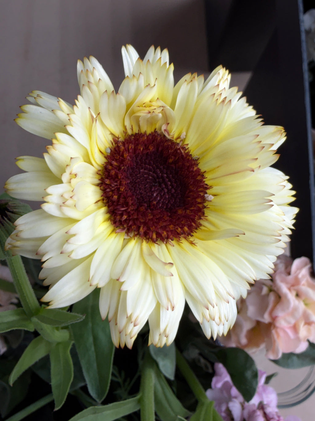 Calendula - Creamy White