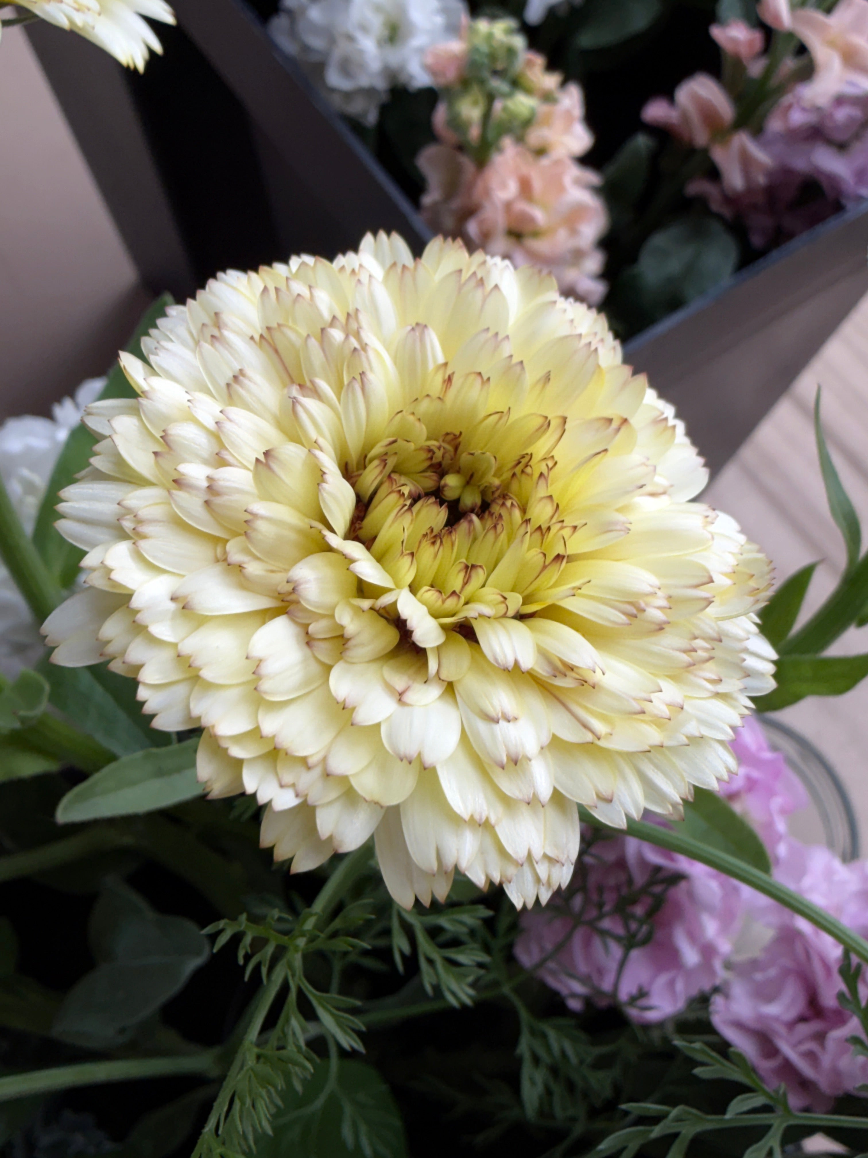Calendula - Creamy White