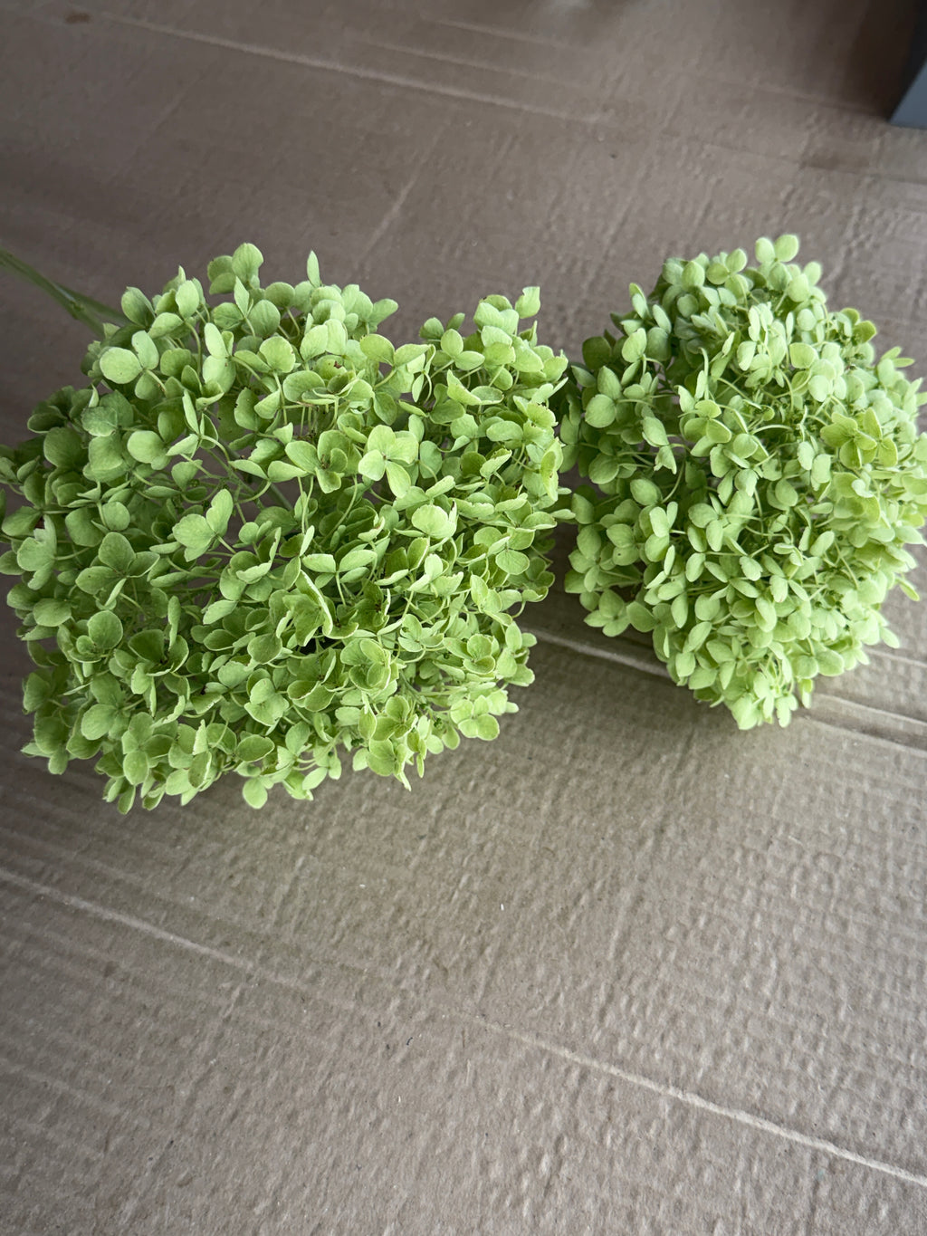Hydrangea - Green Annabelle