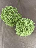 Hydrangea - Green Annabelle