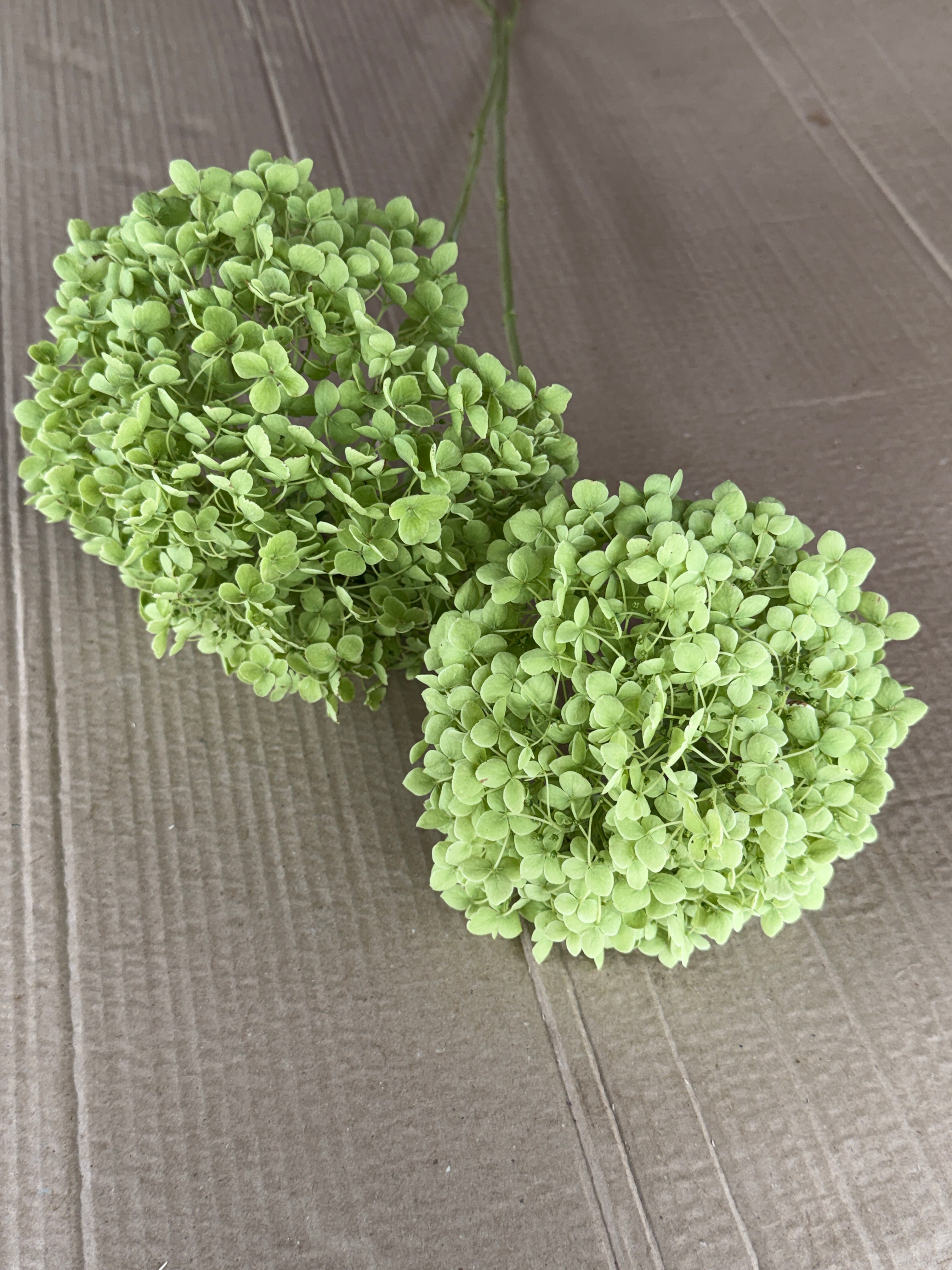 Hydrangea - Green Annabelle