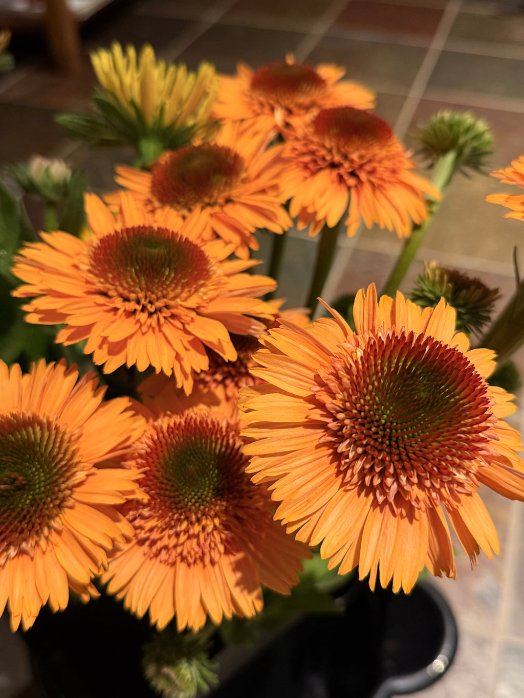 PomPon Echinacea - Cantaloupe