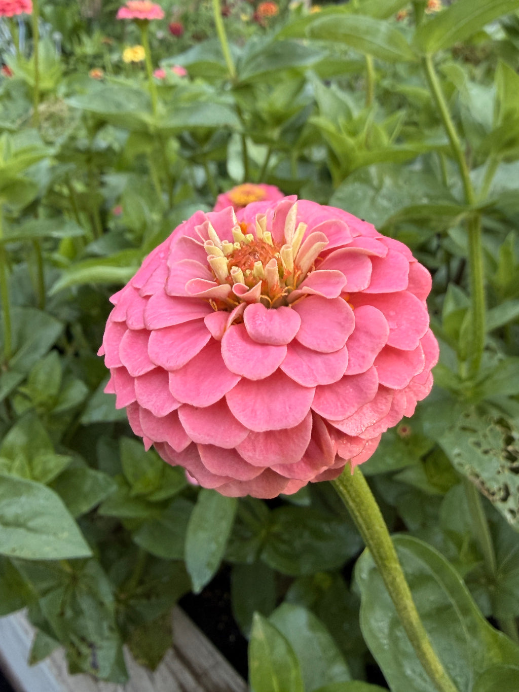 Zinnia - Mini Salmon Pink