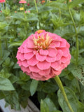 Zinnia - Mini Salmon Pink