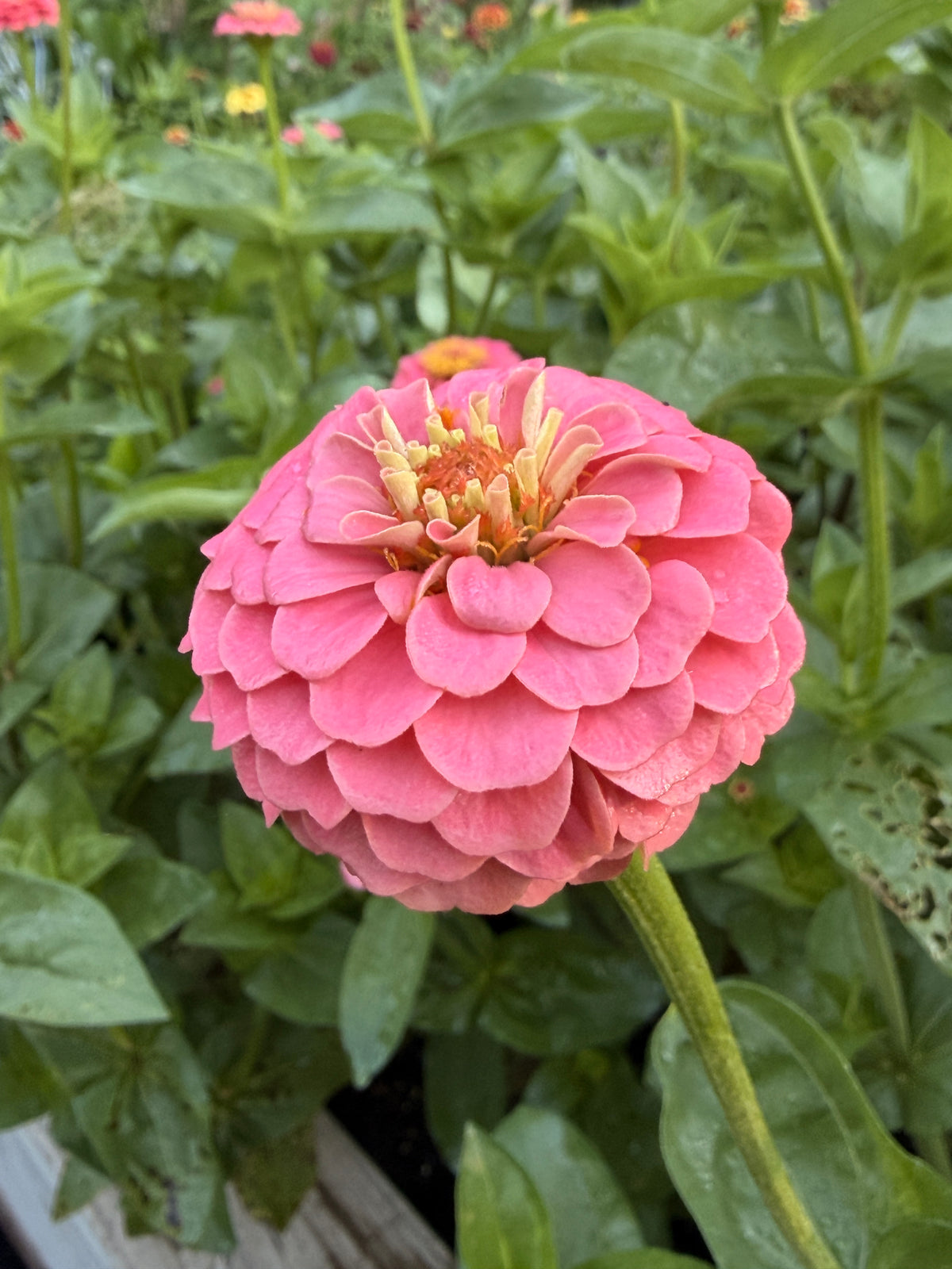 Zinnia - Mini Salmon Pink