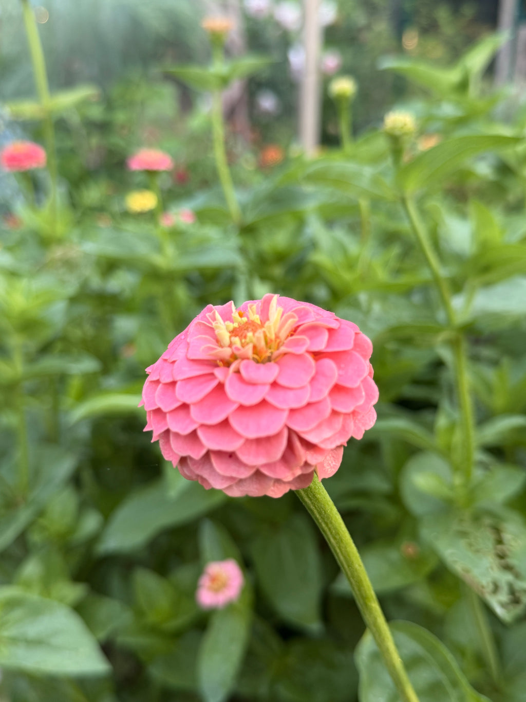 Zinnia - Mini Salmon Pink
