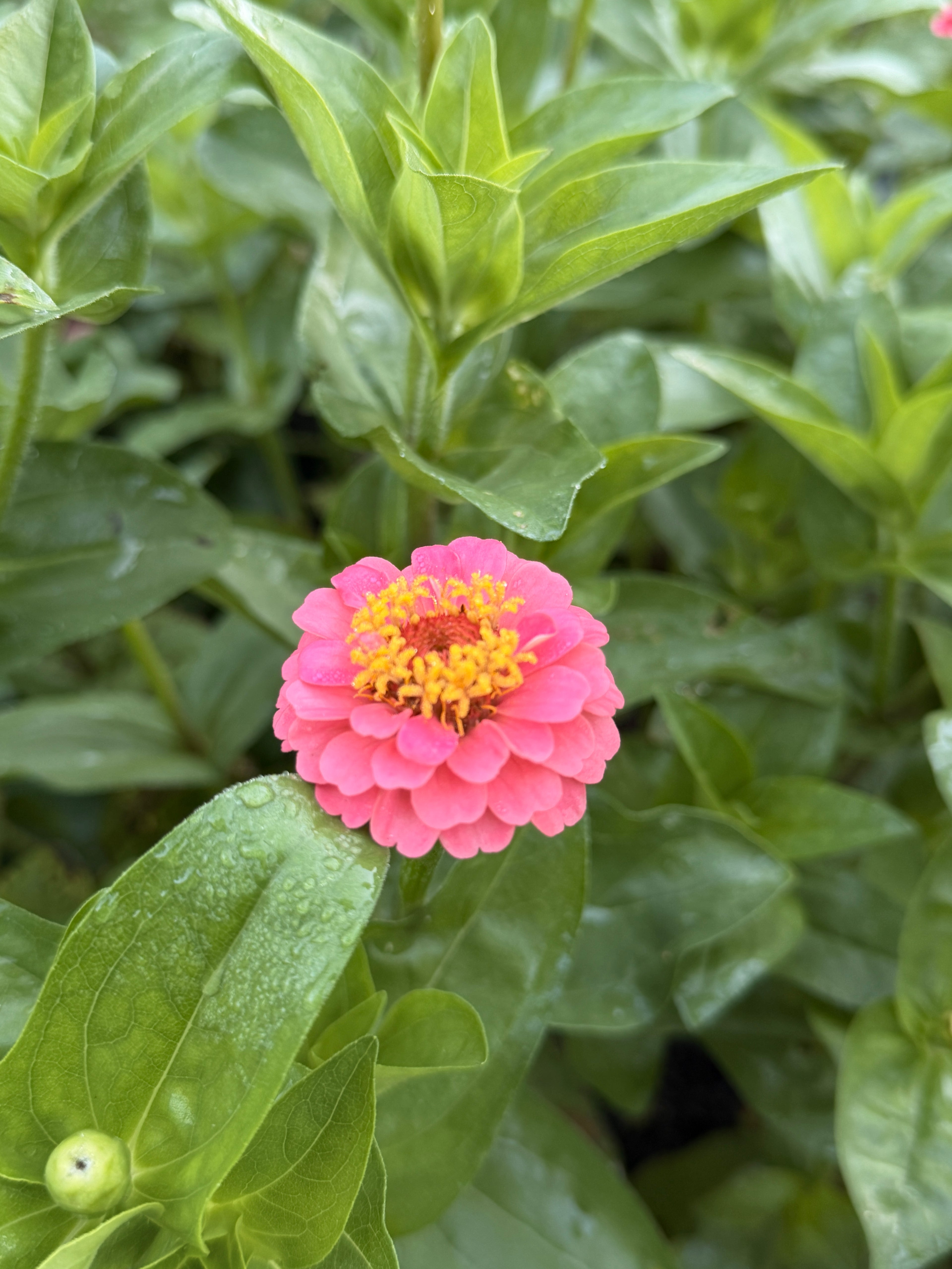 Zinnia - Mini Salmon Pink