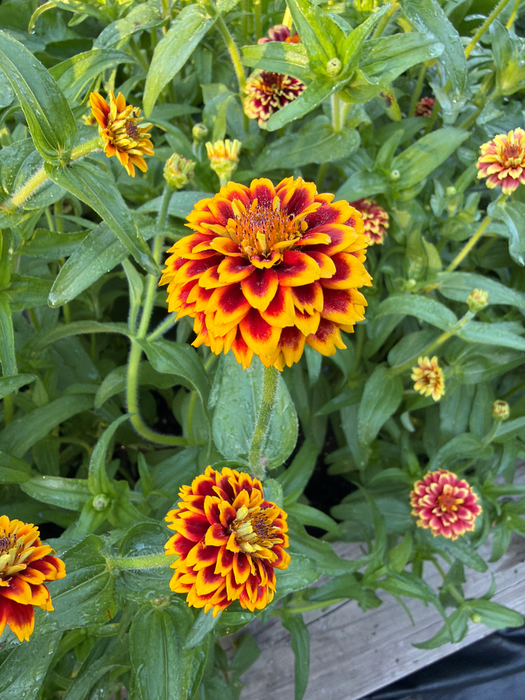 Zinnia - Mini Mexican Mix