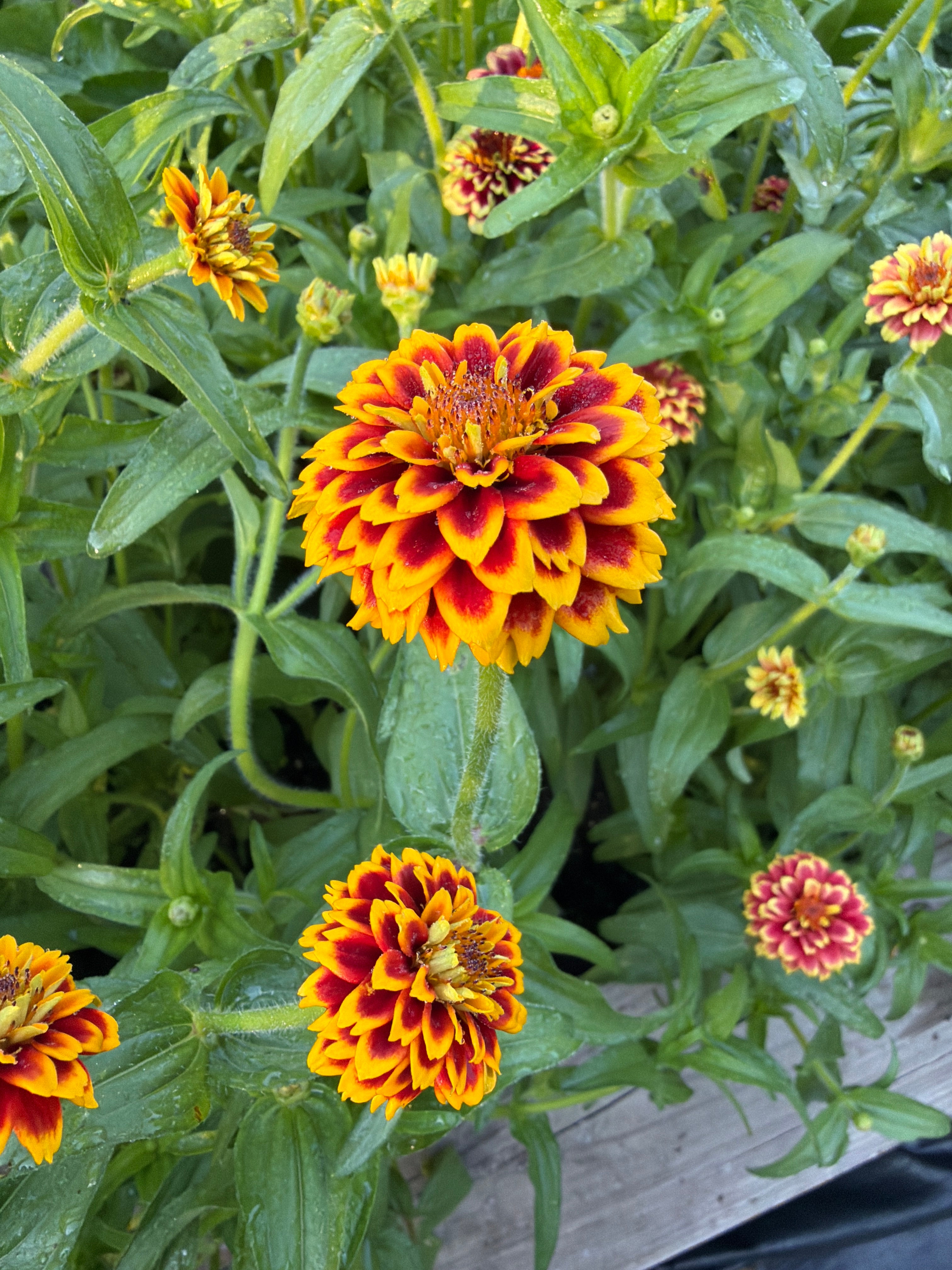 Zinnia - Mini Mexican Mix
