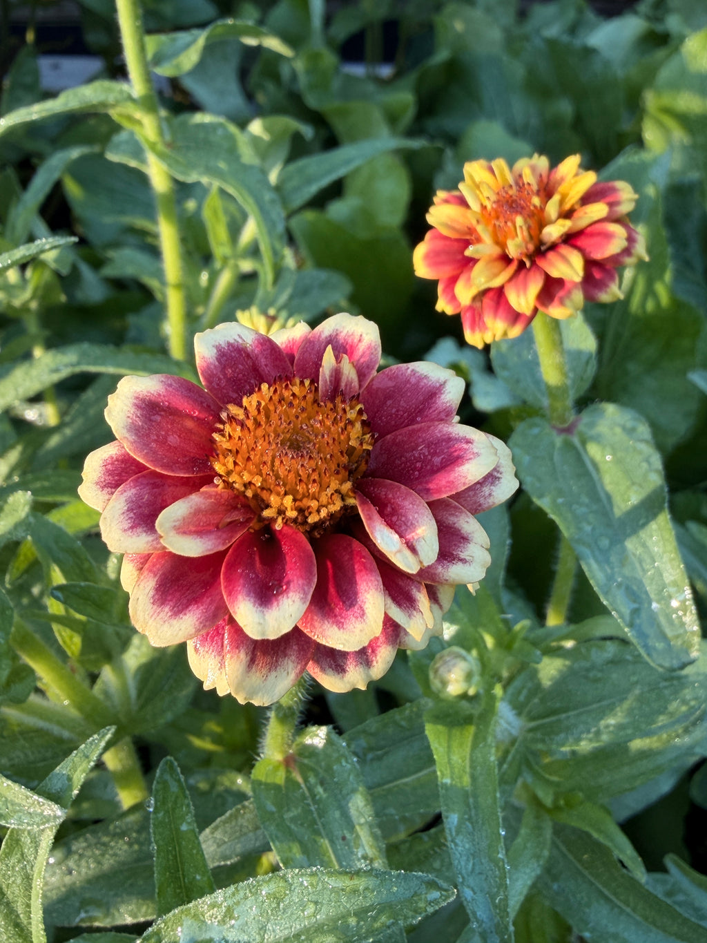 Zinnia - Mini Mexican Mix