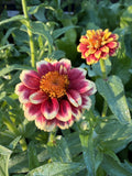 Zinnia - Mini Mexican Mix
