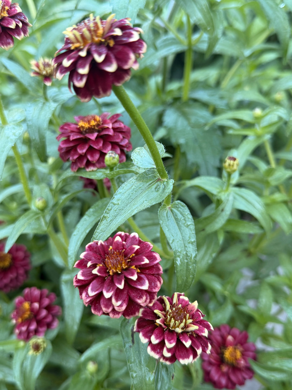 Zinnia - Mini Mexican Mix