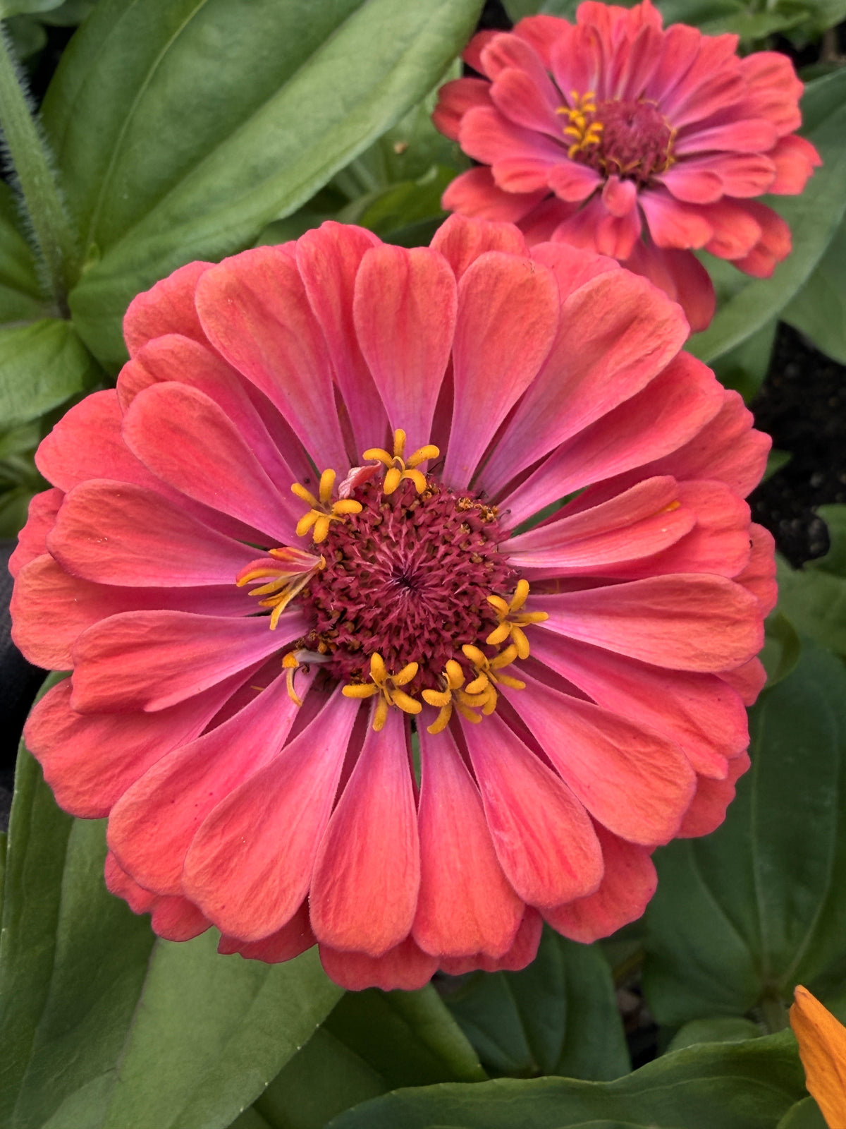 Zinnia - Giant Peach & Pink Mix