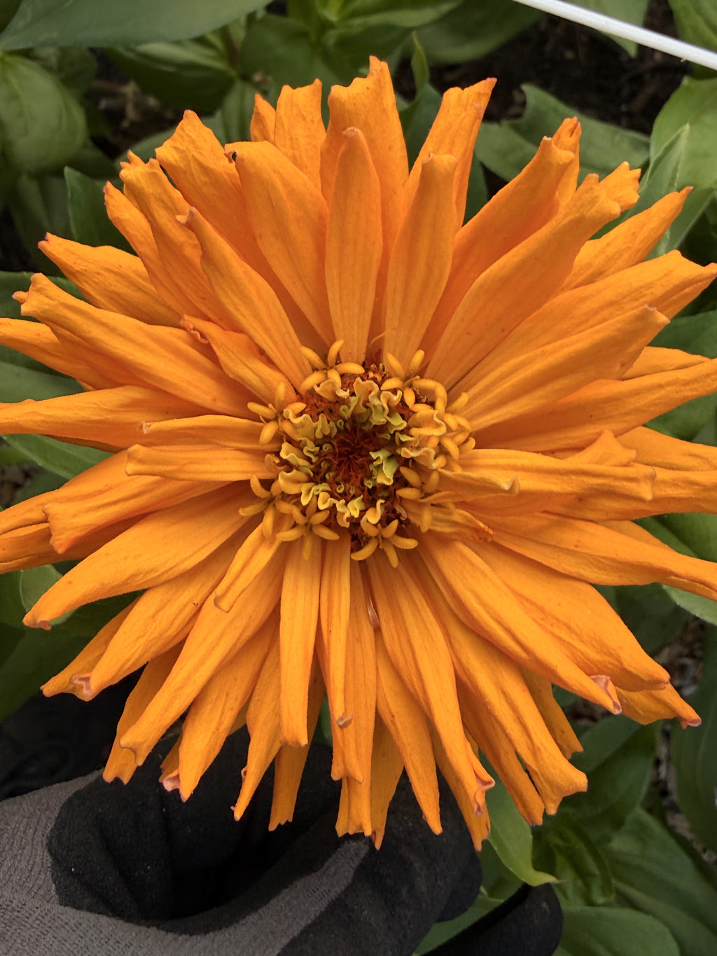 Zinnia - Giant Peach & Pink Mix