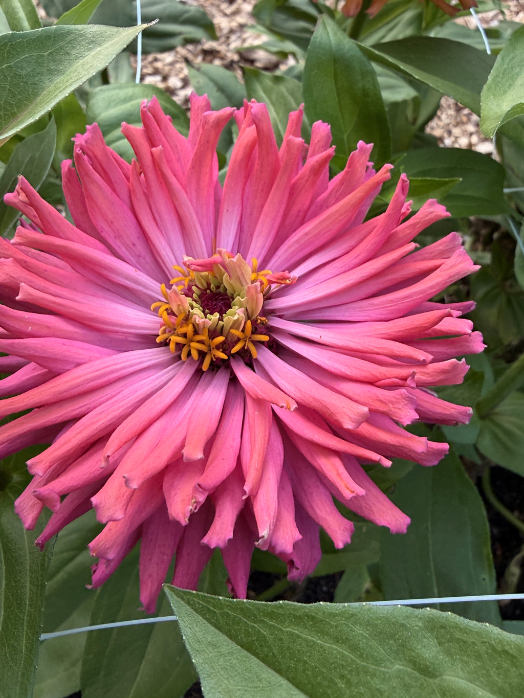 Zinnia - Giant Peach & Pink Mix