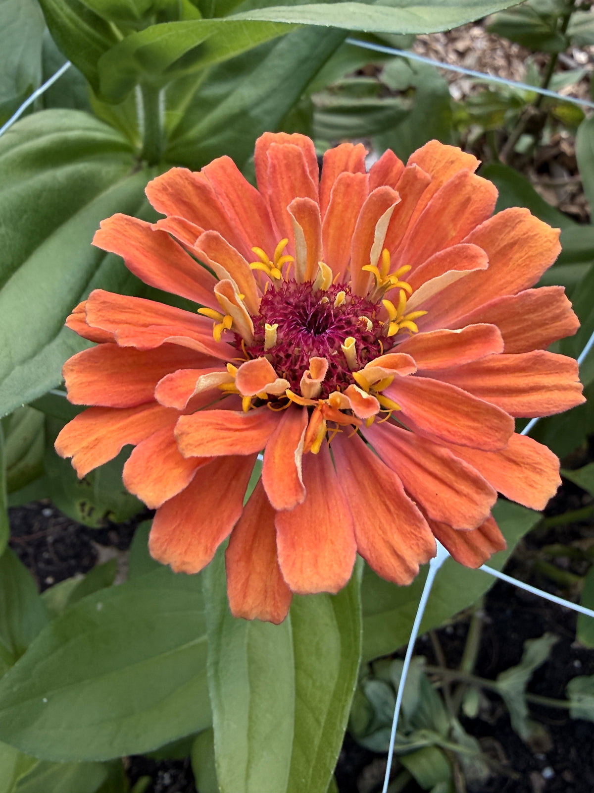 Zinnia - Giant Peach & Pink Mix