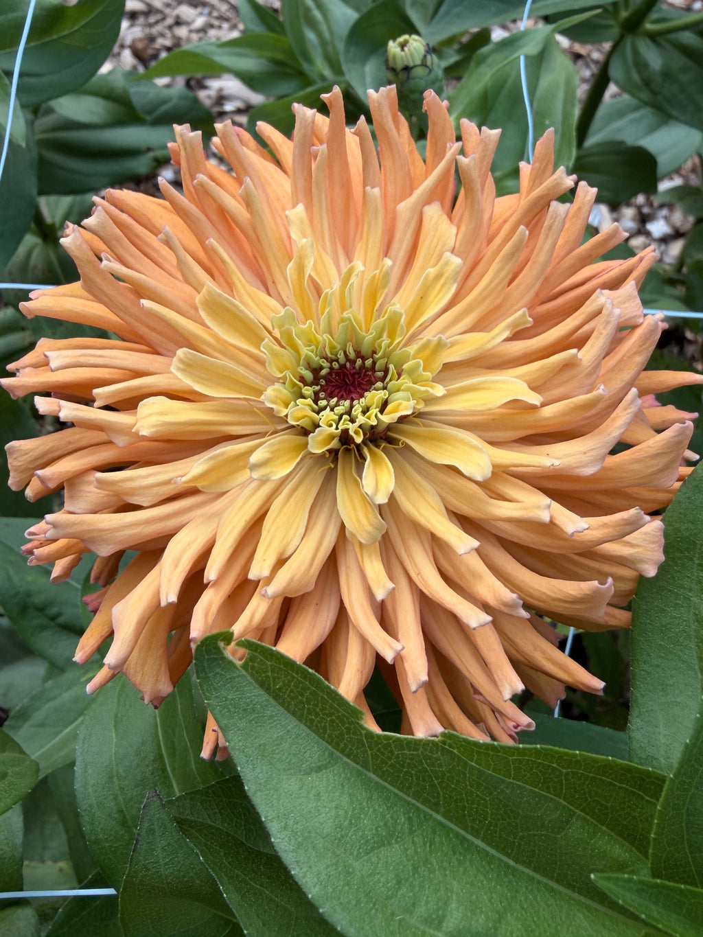Zinnia - Giant Peach & Pink Mix